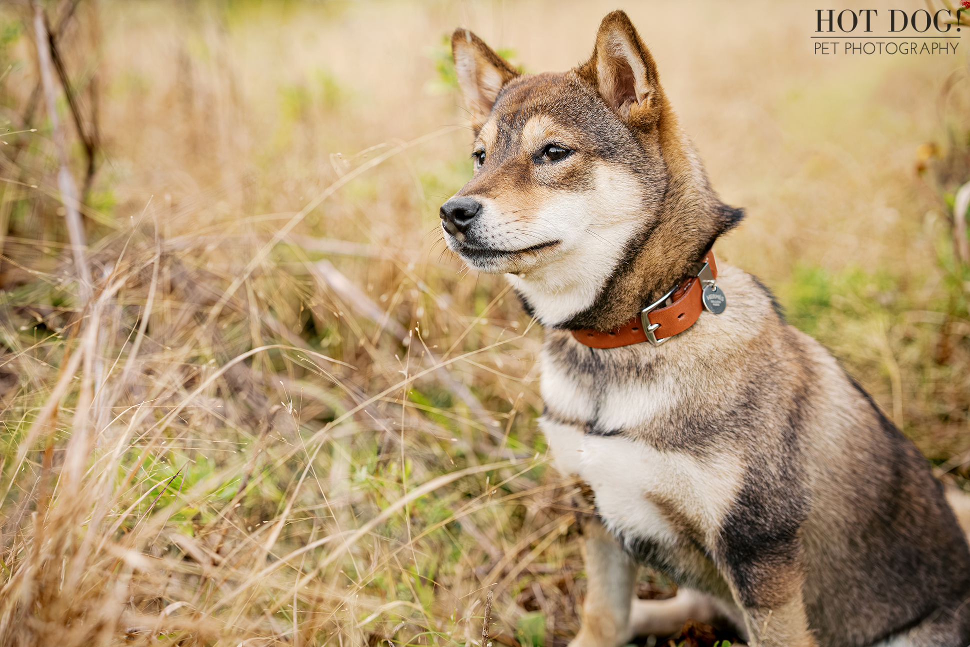 Sesame Shiba Inu puppy sitting calmly in tall grass and looking off to the side, photographed during a quiet outdoor moment.