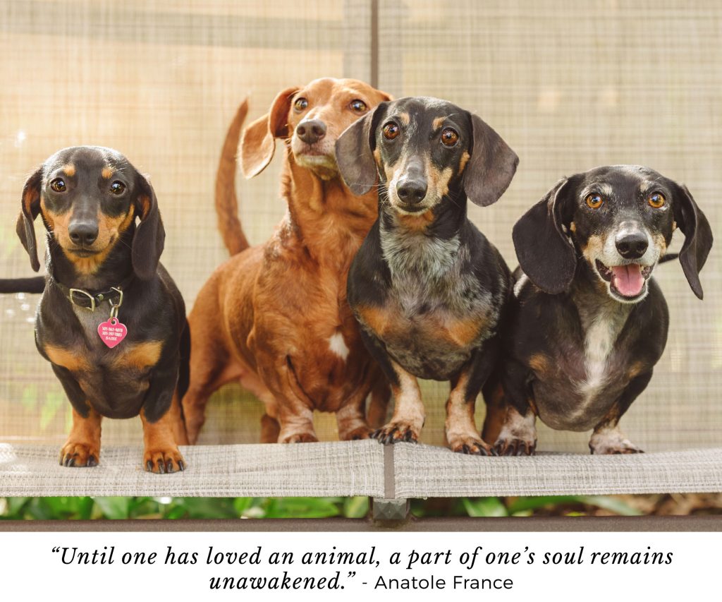 Sessions & Pricing Hot Dog! Pet Photography