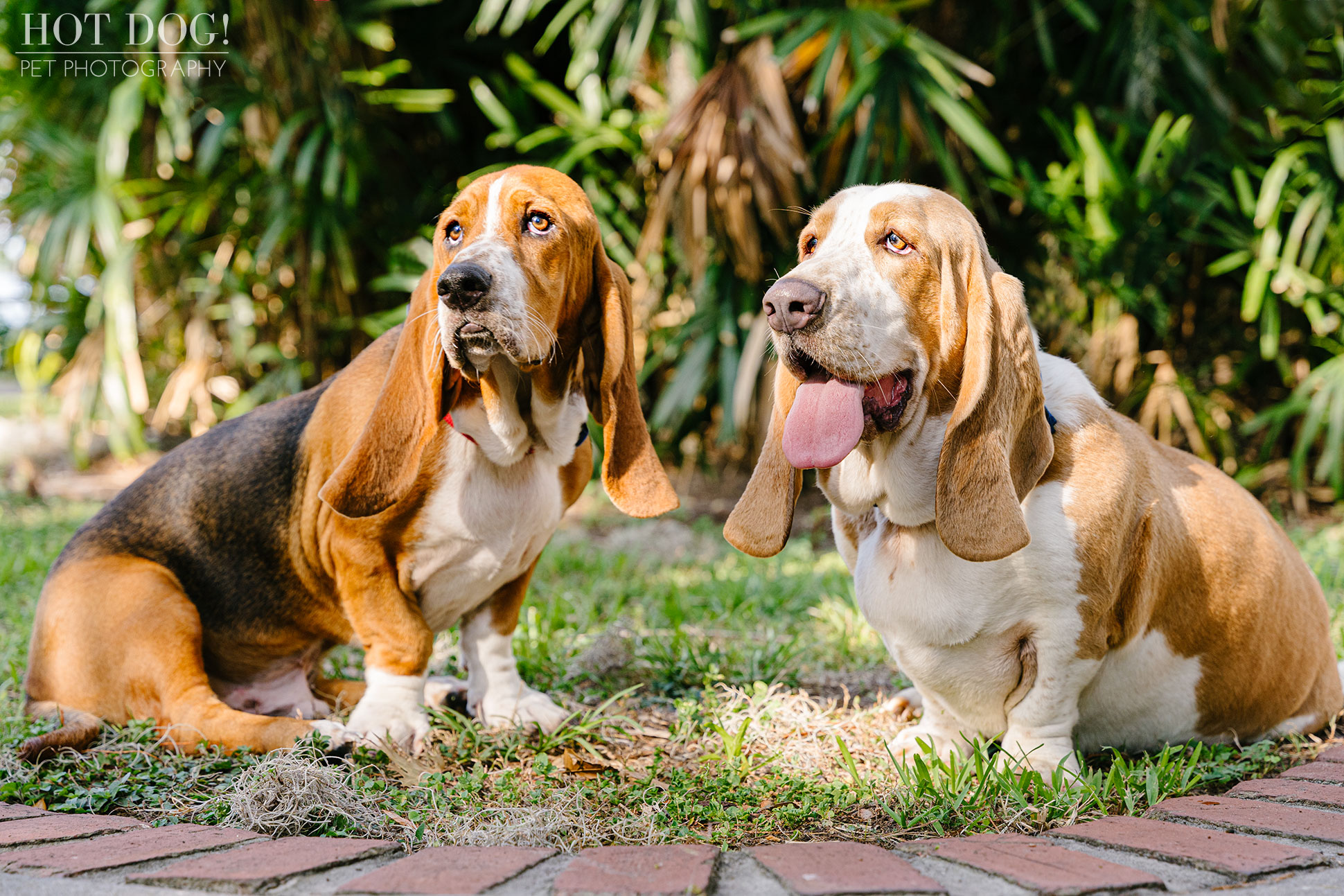 A professional pet portrait of basset hounds in Orlando, Florida by Tom and Erika Pitera of Hot Dog! Pet Photography.