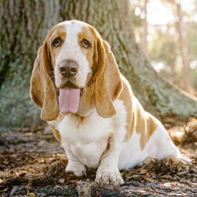 Skipper and Flash the Basset Hounds | Orlando Pet Photography