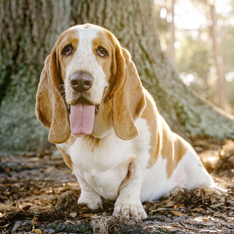 Skipper and Flash the Basset Hounds | Orlando Pet Photography