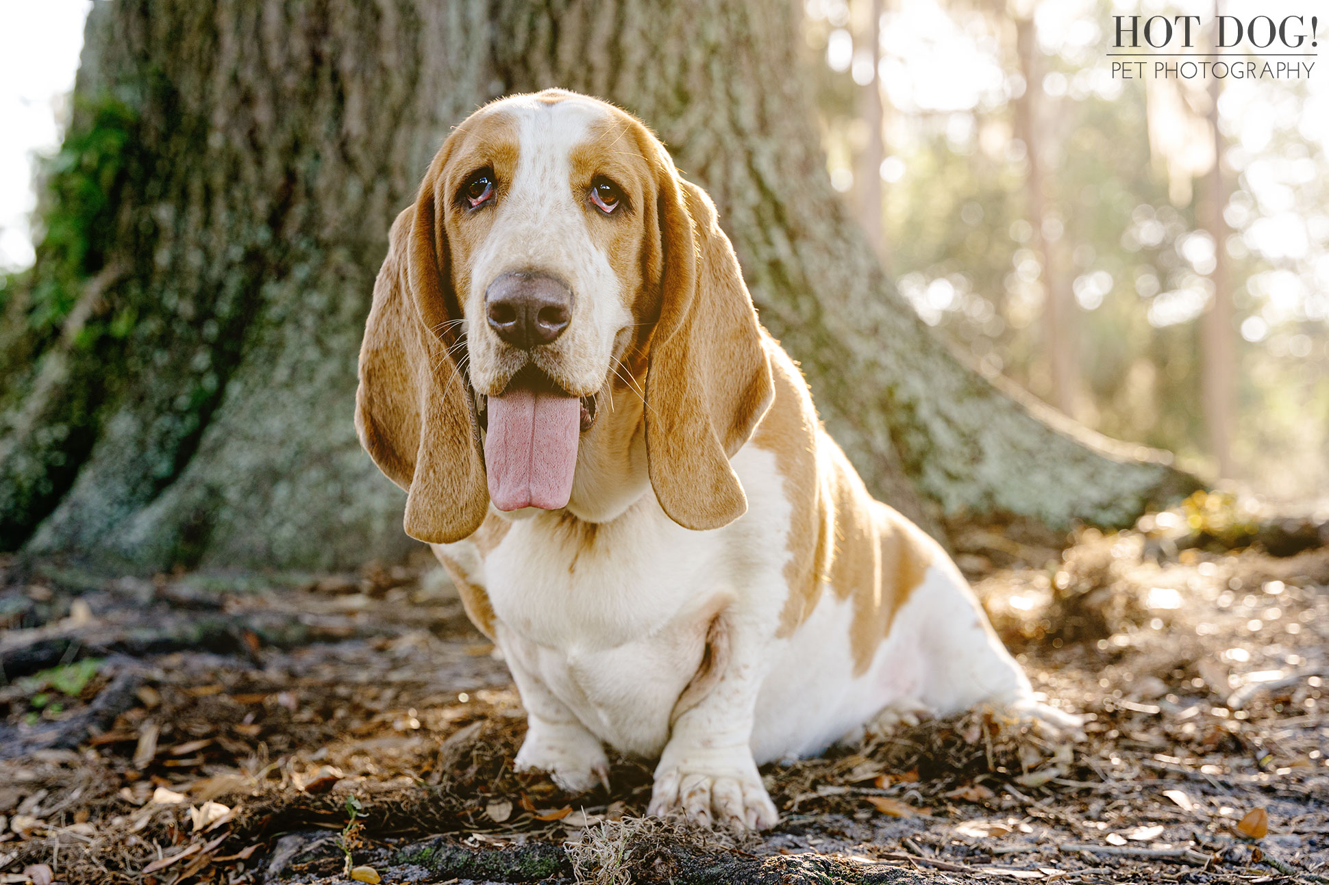 A professional pet portrait of a lemon and white basset hound in Orlando, Florida.