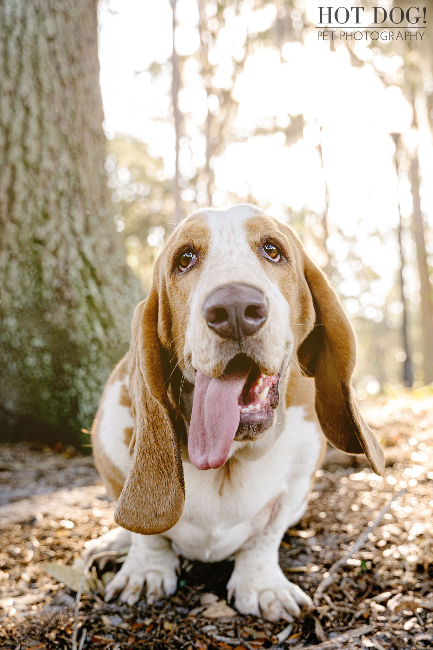 Basset hounds are photographed in Orlando, Florida by Tom and Erika Pitera of Hot Dog! Pet Photography.