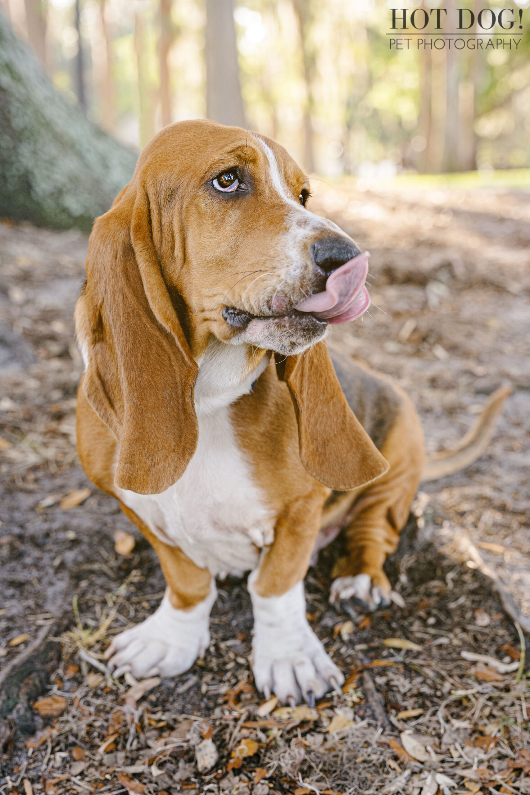A professional pet portrait of a tri-color basset hound in Orlando, Florida.