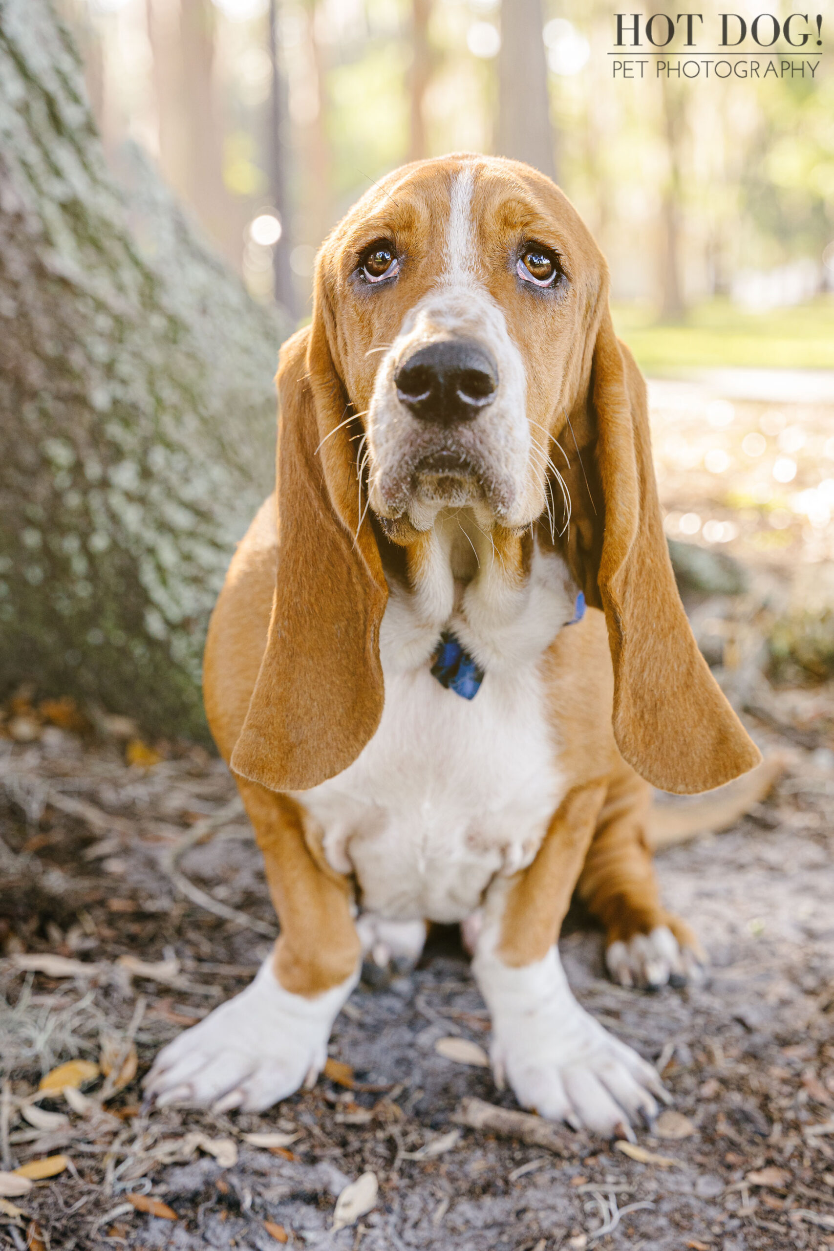 Tom and Erika Pitera of Hot Dog! Pet Photography capture the beauty of basset hounds in Orlando, Florida.