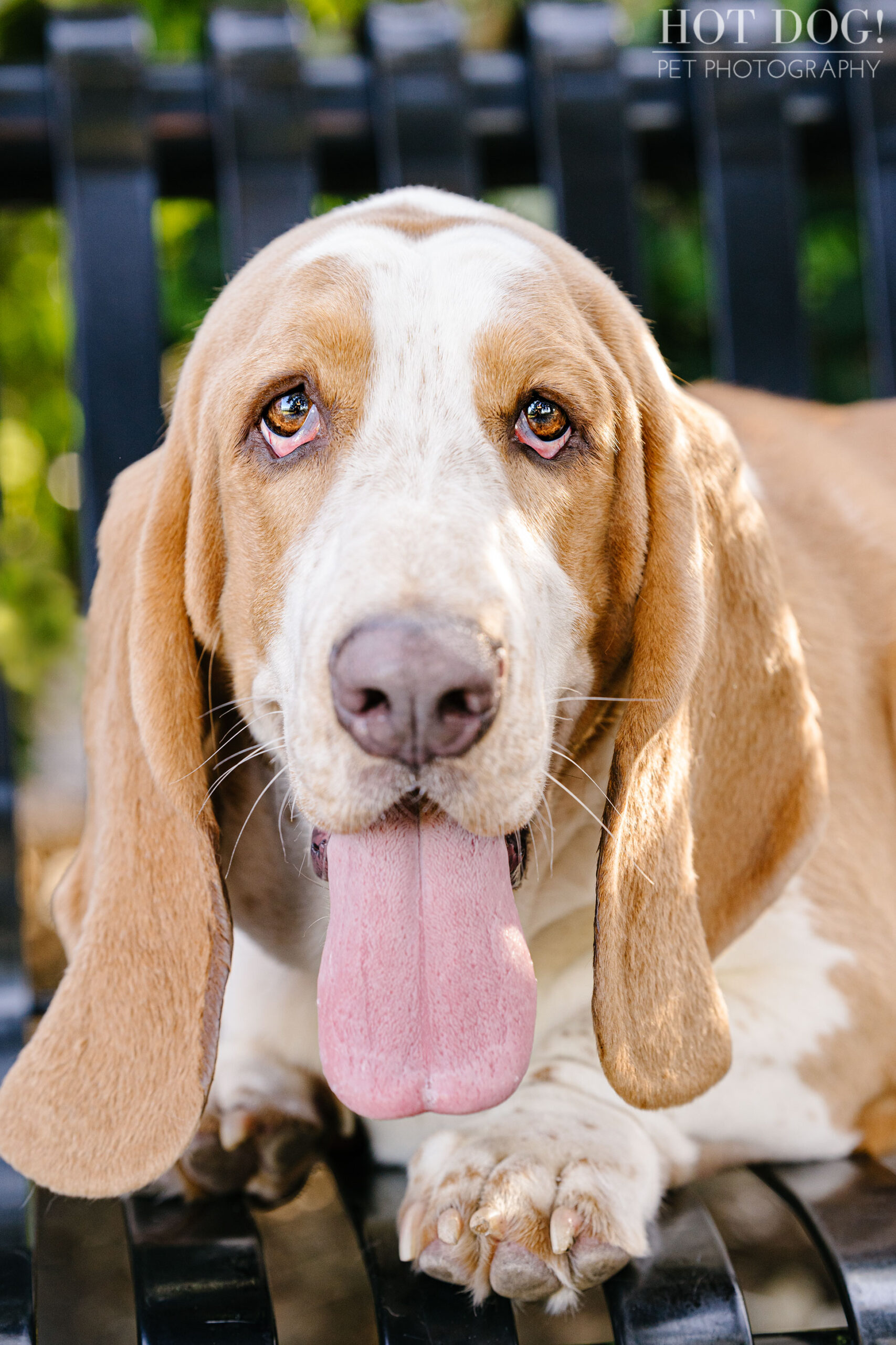 A family of basset hounds are photographed in Orlando, Florida by Tom and Erika Pitera of Hot Dog! Pet Photography.