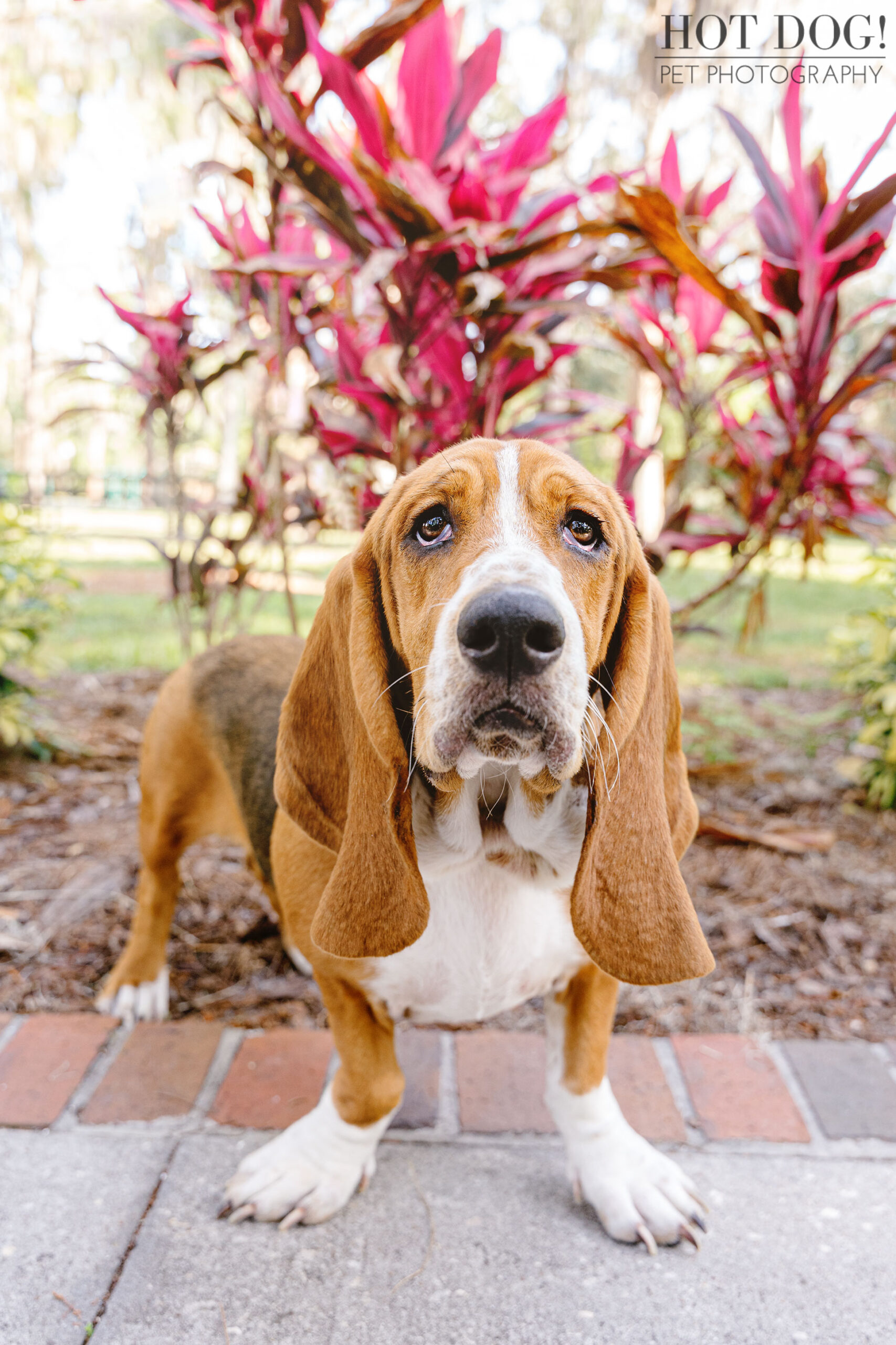 Basset hounds are the stars of a professional pet portrait in Orlando, Florida.