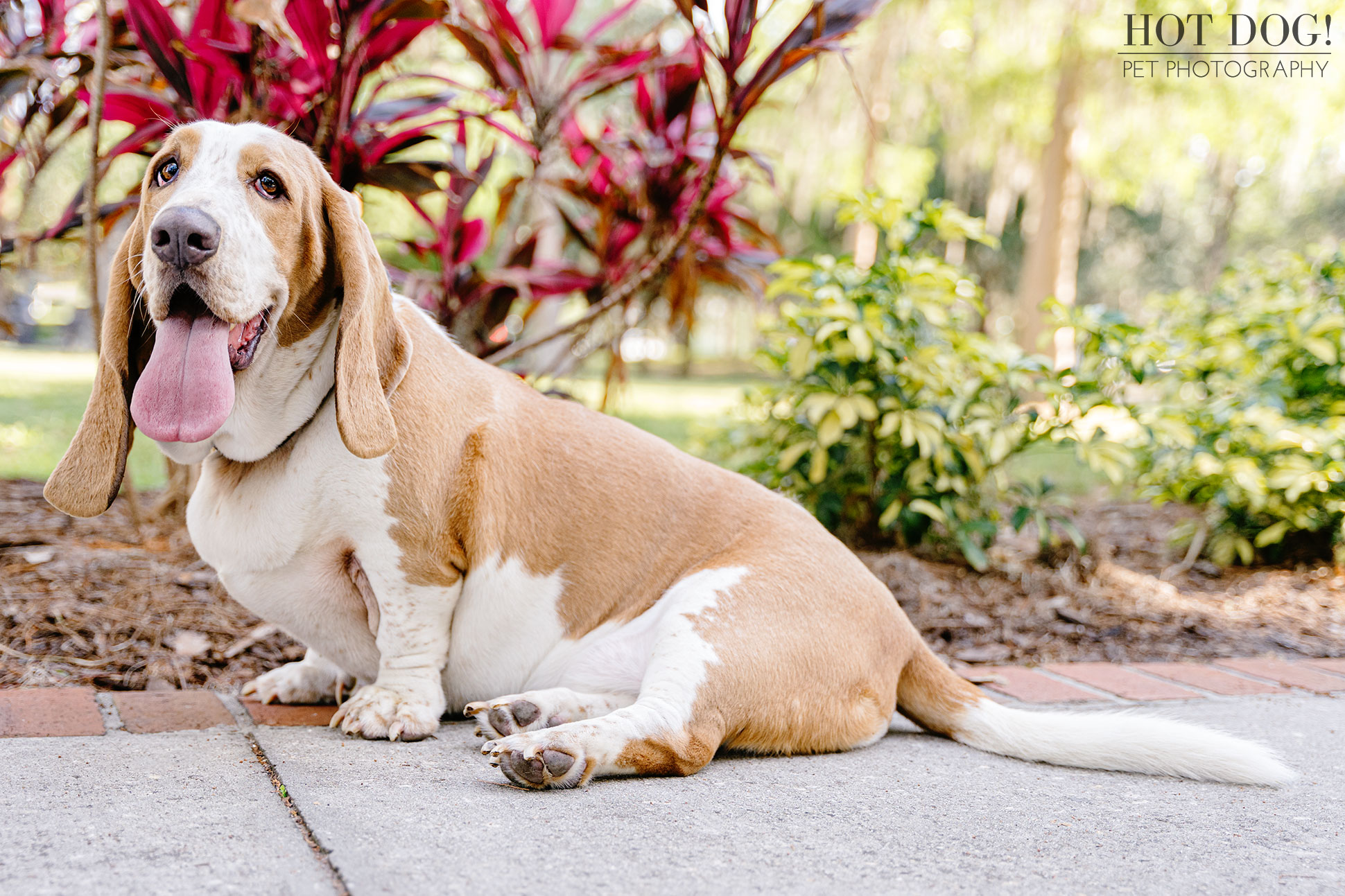 Tom and Erika Pitera of Hot Dog! Pet Photography capture the love of basset hounds in Orlando, Florida.