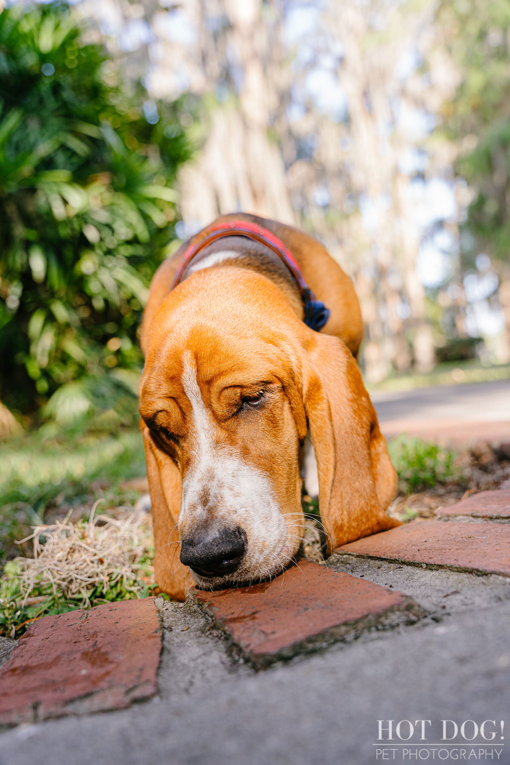 A group of basset hounds are photographed in Orlando, Florida by Tom and Erika Pitera of Hot Dog! Pet Photography.