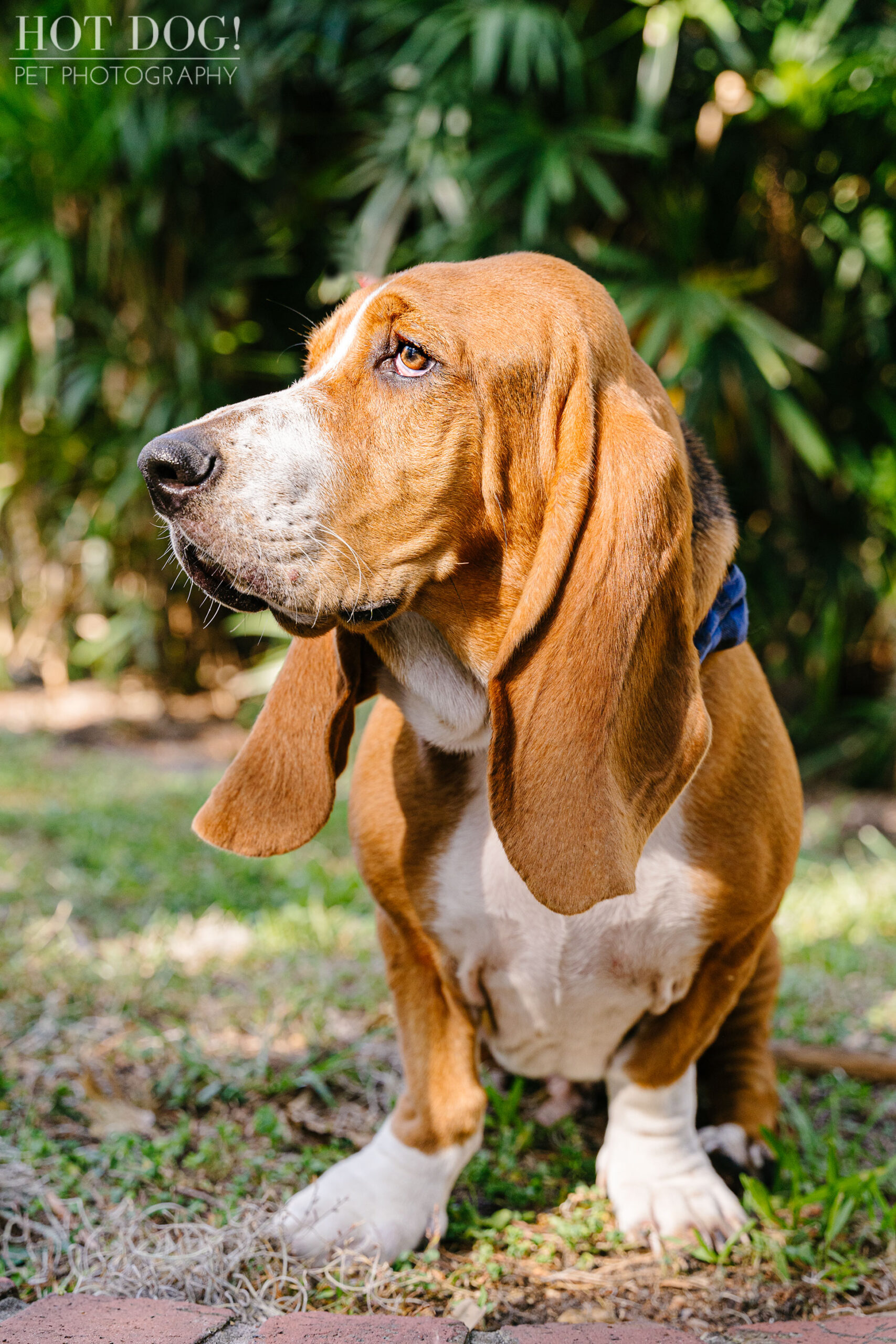Basset hounds are the focus of a professional pet portrait in Orlando, Florida.