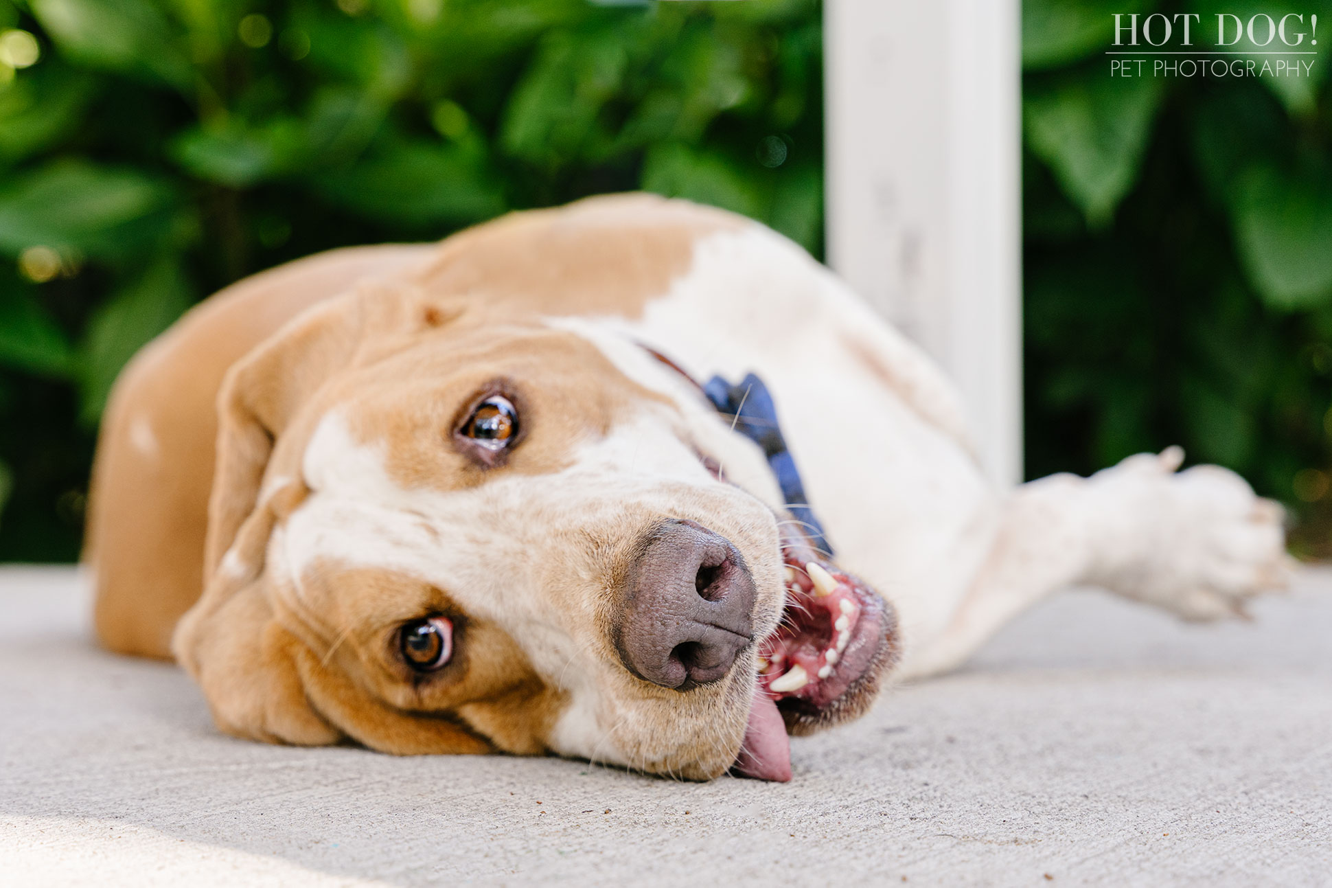 Tom and Erika Pitera of Hot Dog! Pet Photography capture the love of basset hounds in Orlando, Florida.