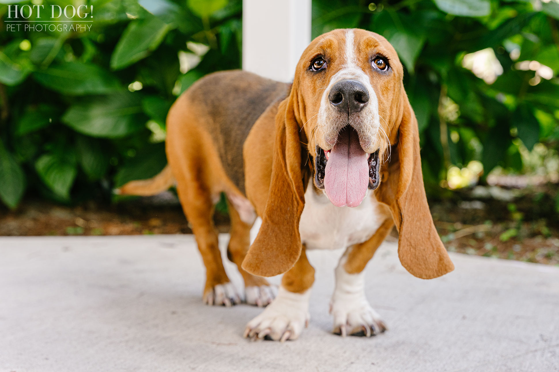 Basset hounds are the subjects of a professional pet portrait in Cypress Grove Park in Orlando, Florida.