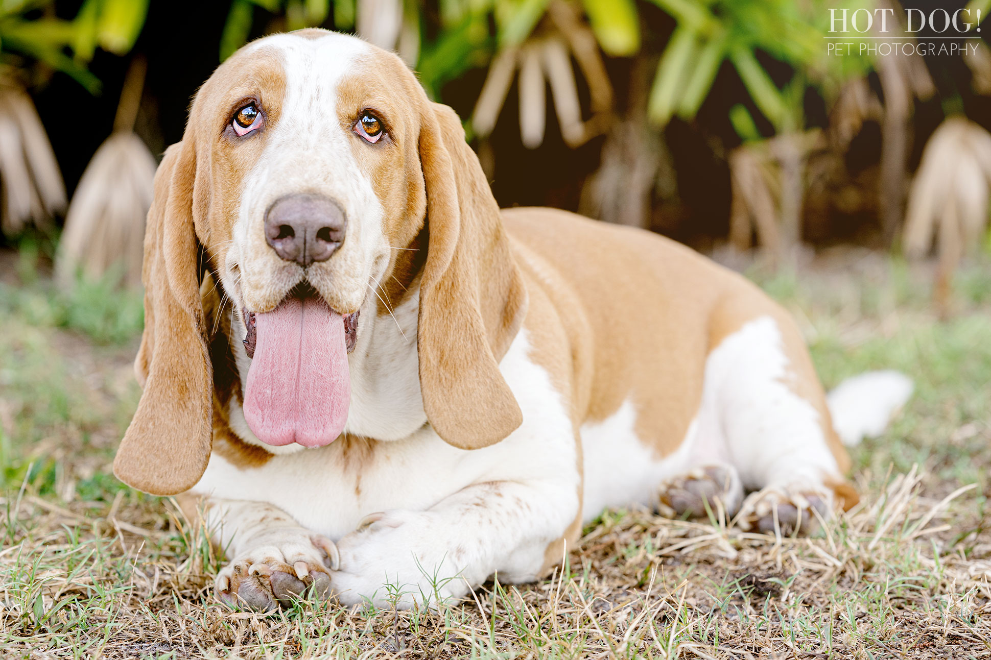 Basset hounds are photographed in Orlando, Florida by Tom and Erika Pitera of Hot Dog! Pet Photography.