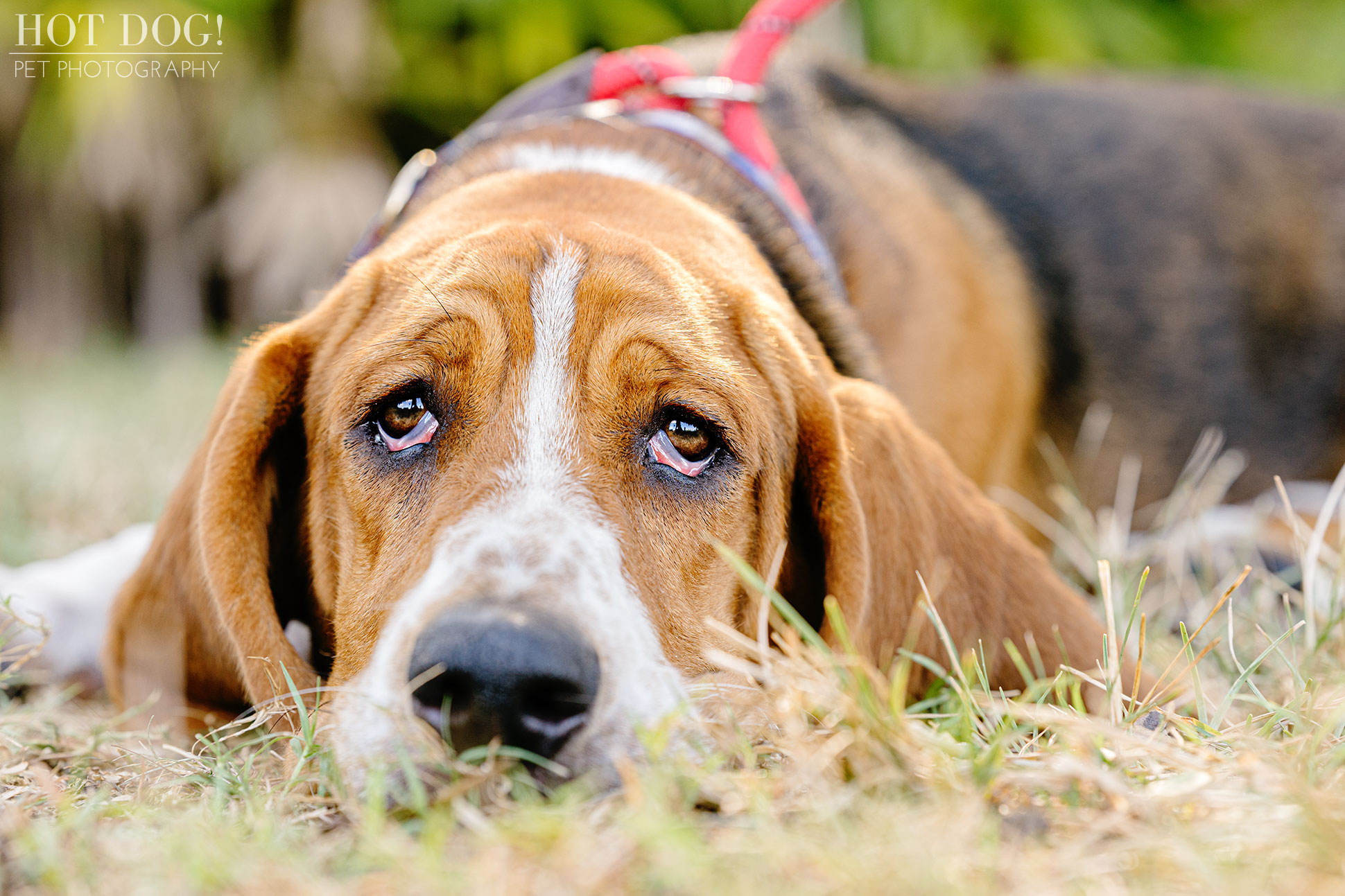 Tom and Erika Pitera of Hot Dog! Pet Photography capture the love of basset hounds in Orlando, Florida.