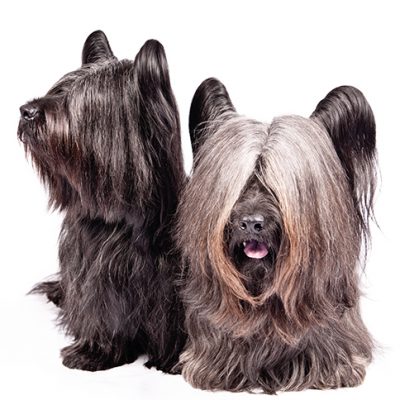 Dog of the Day | Skye Terrier