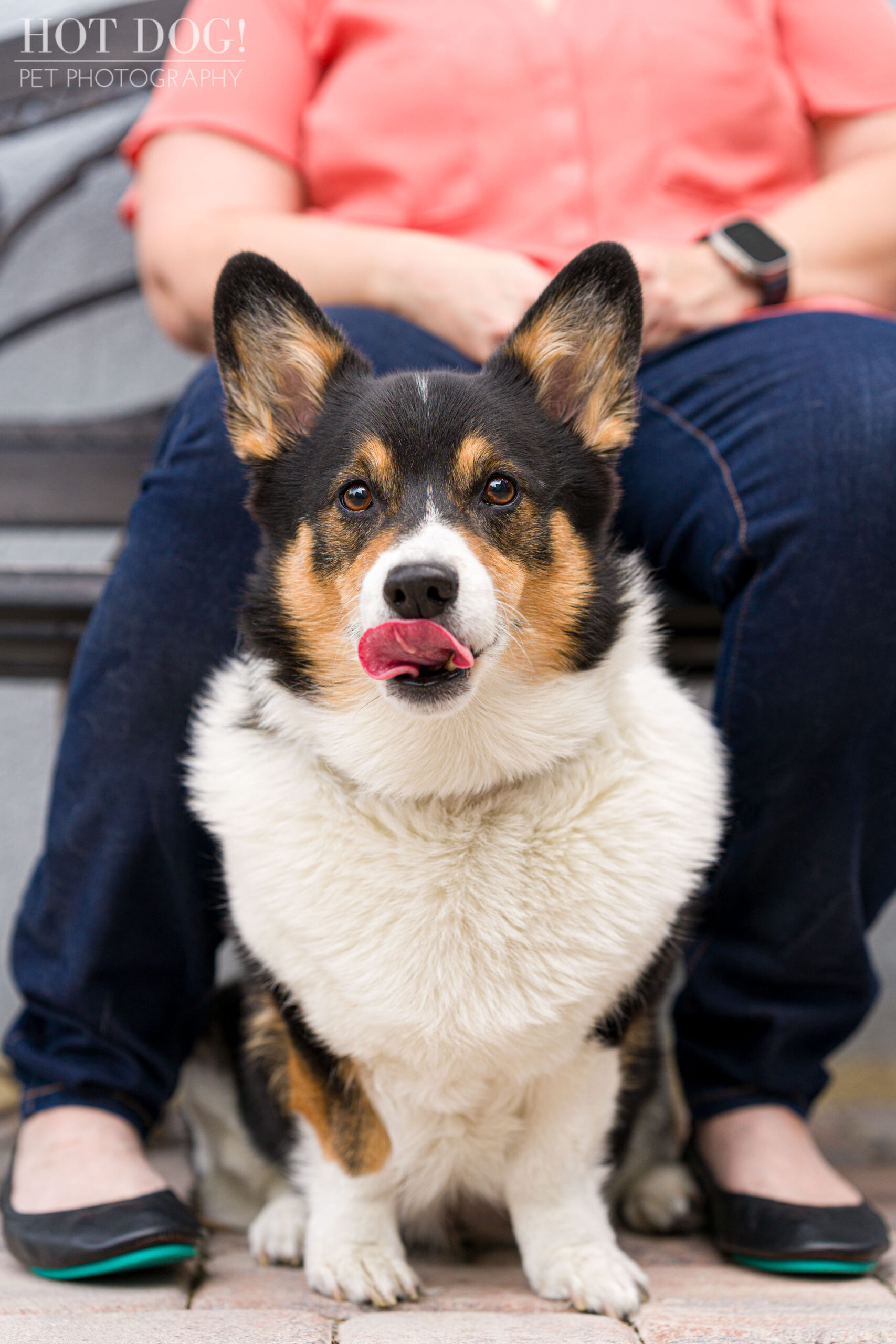 Snap the Pembroke Welsh Corgis is a natural in front of the camera in this professional pet photo session by Hot Dog! Pet Photography.