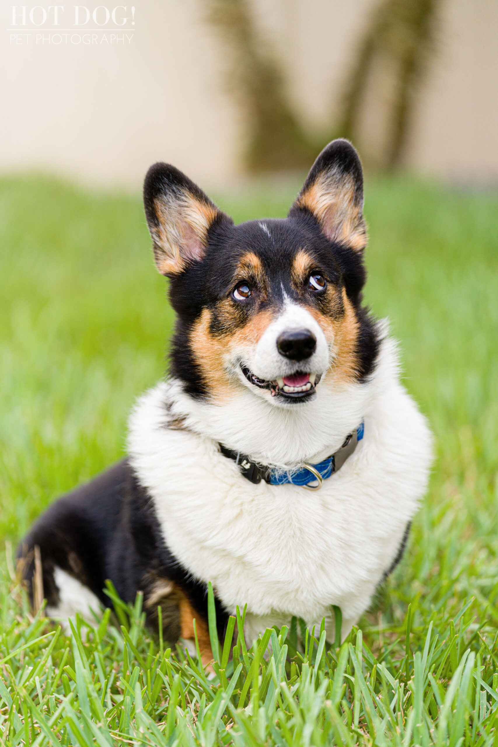 Hot Dog! Pet Photography is the premier pet photography studio in the area, and this photo session with Snap the Pembroke Welsh Corgi is proof of their talent.