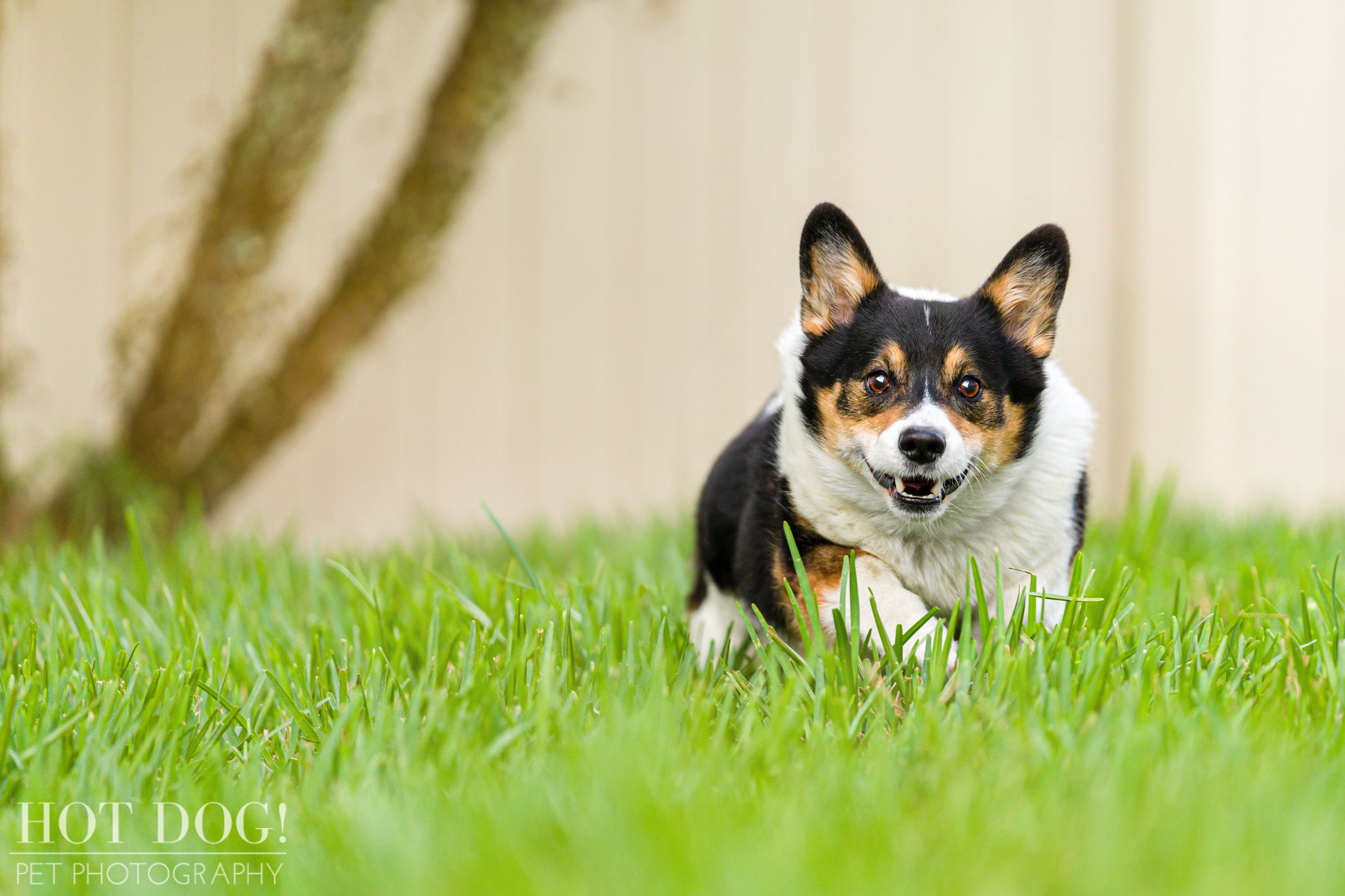 Snap the corgi is the star of this professional pet photo session by Hot Dog! Pet Photography.