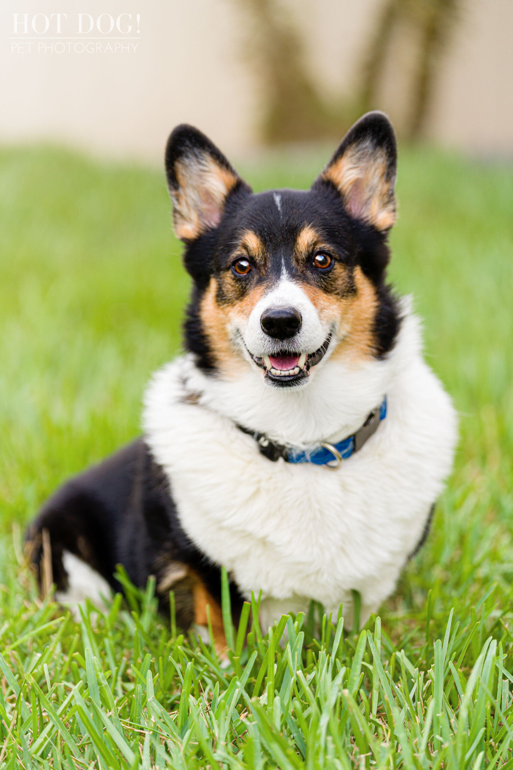 Hot Dog! Pet Photography creates stunning photos of Pembroke Welsh Corgi Snap in this professional pet photo session.