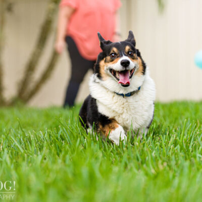 Snap and Cinnamon the Corgis | Orlando Pet Photography