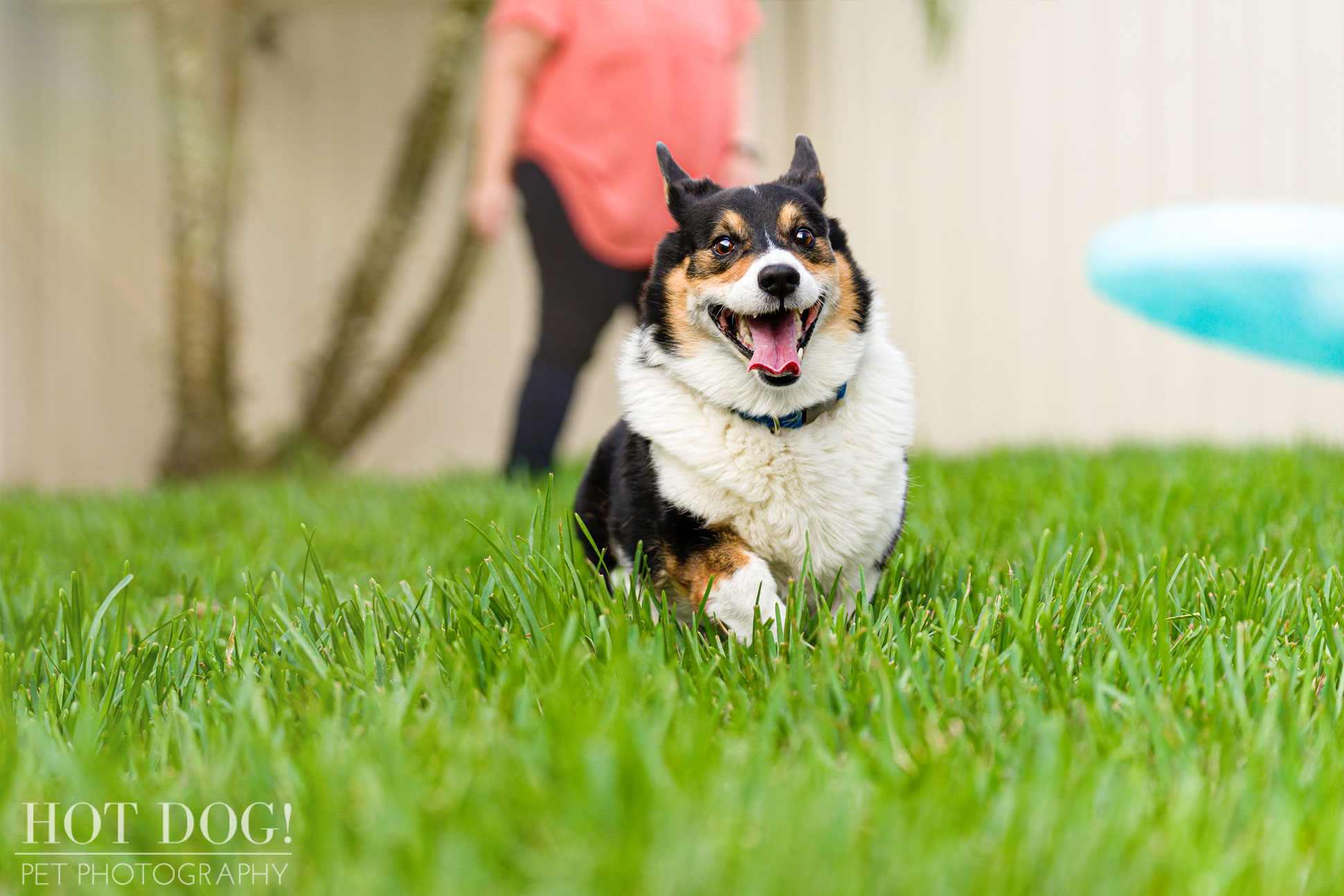 Snap chasing a Frisbee in this professional pet photo session with Hot Dog! Pet Photography.