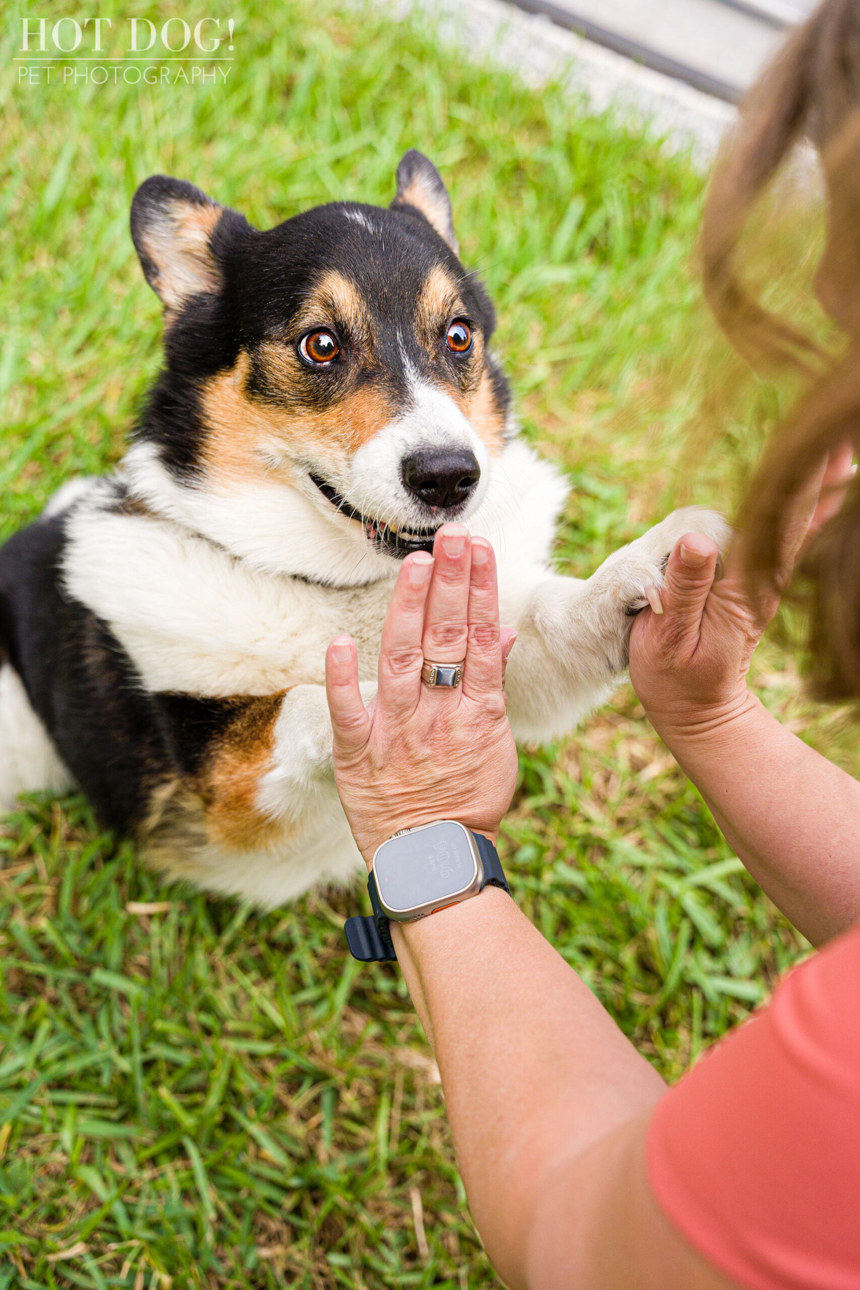 Hot Dog! Pet Photography captures the love and bond between Snap the corgi and his mom in this professional pet photo session.
