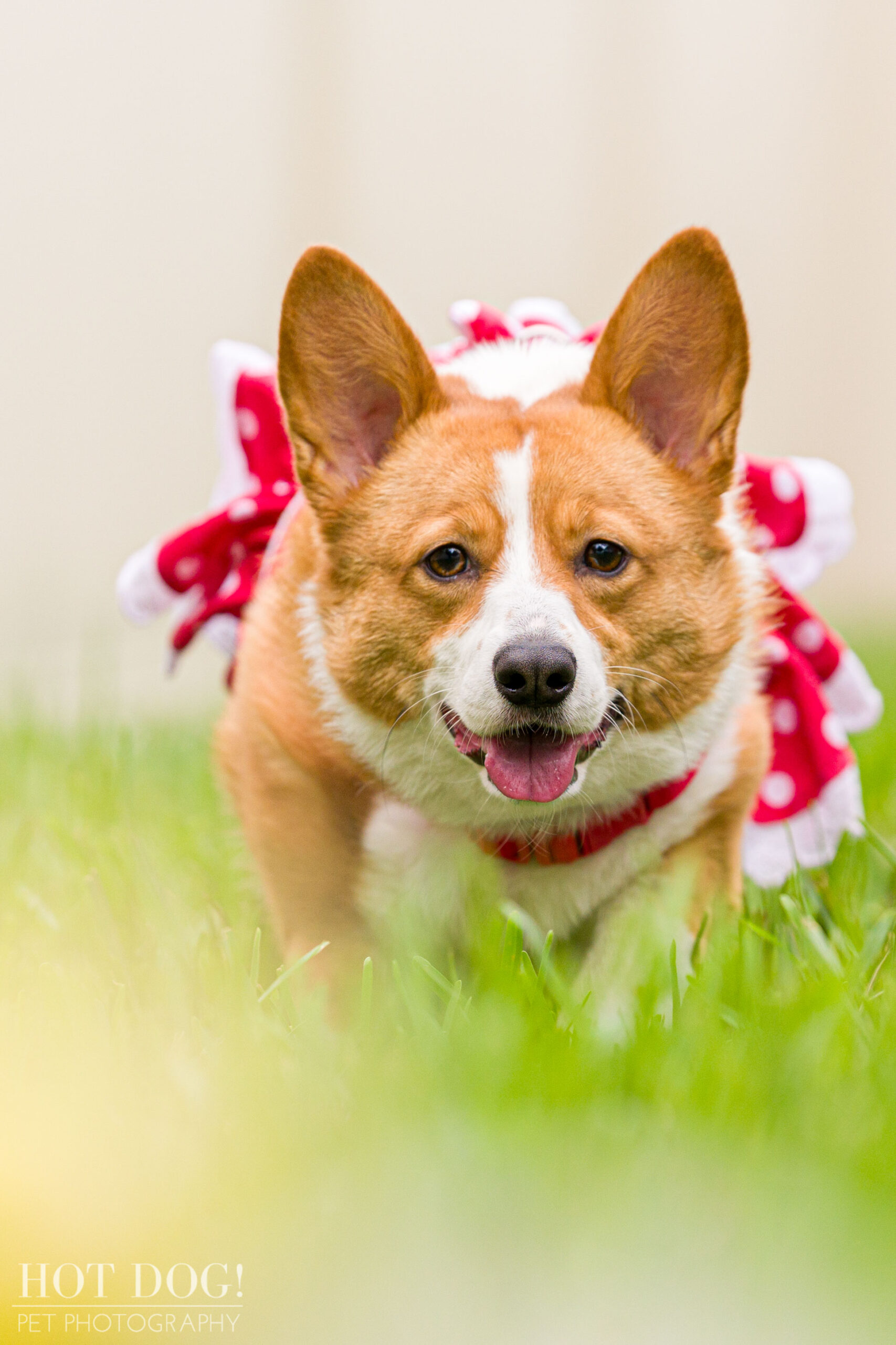 Cinnamon the Pembroke Welsh Corgi is a natural in front of the camera in this professional pet photo session by Hot Dog! Pet Photography.