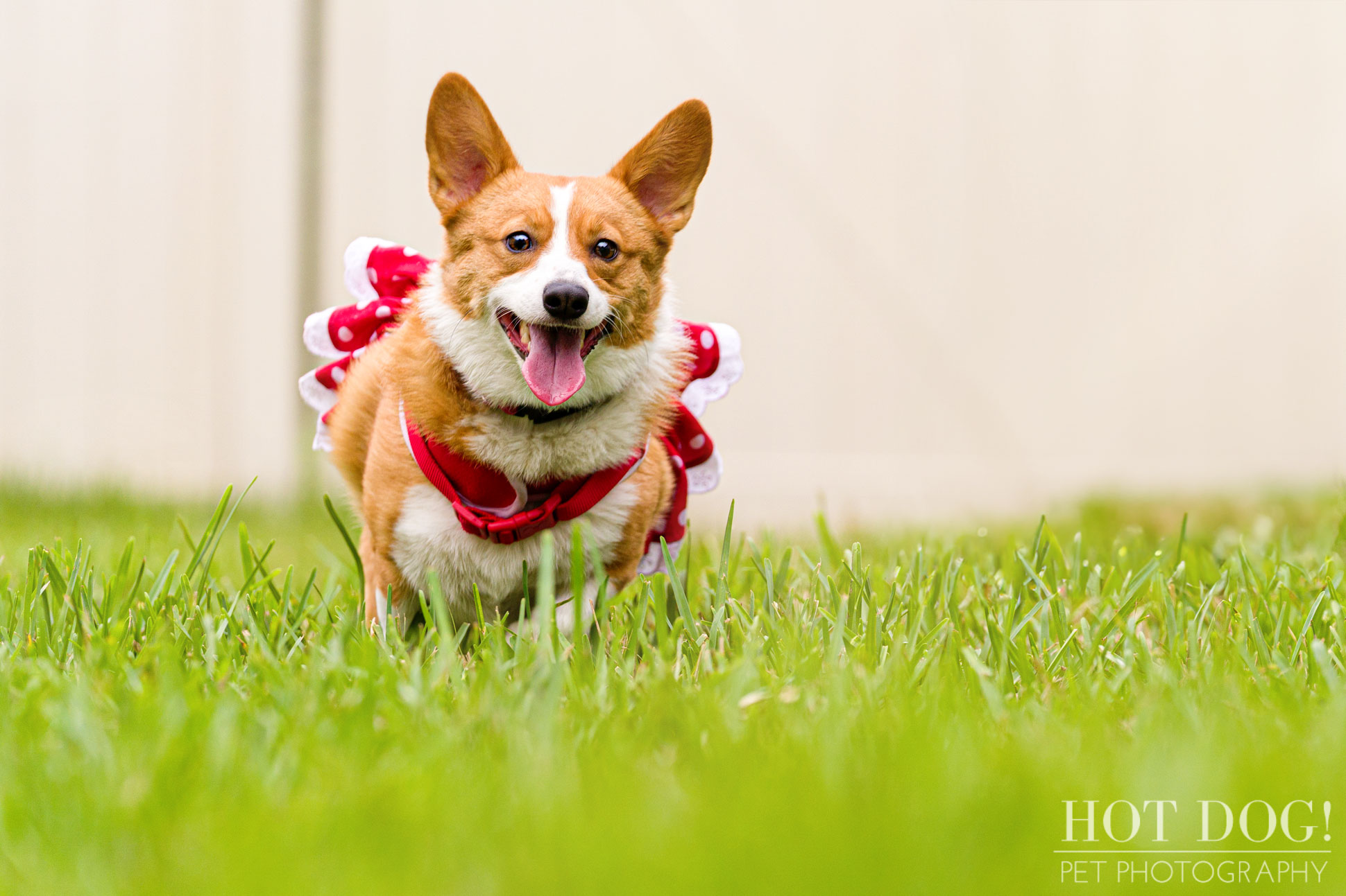 Hot Dog! Pet Photography is the premier pet photography studio in the area, and this photo session with Cinnamon the Pembroke Welsh Corgi is proof of their talent.