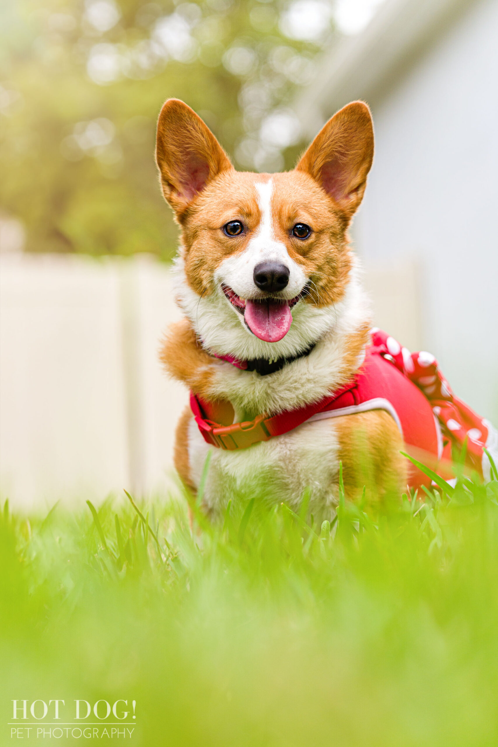 Cinnamon the corgi is the star of this professional pet photo session by Hot Dog! Pet Photography.
