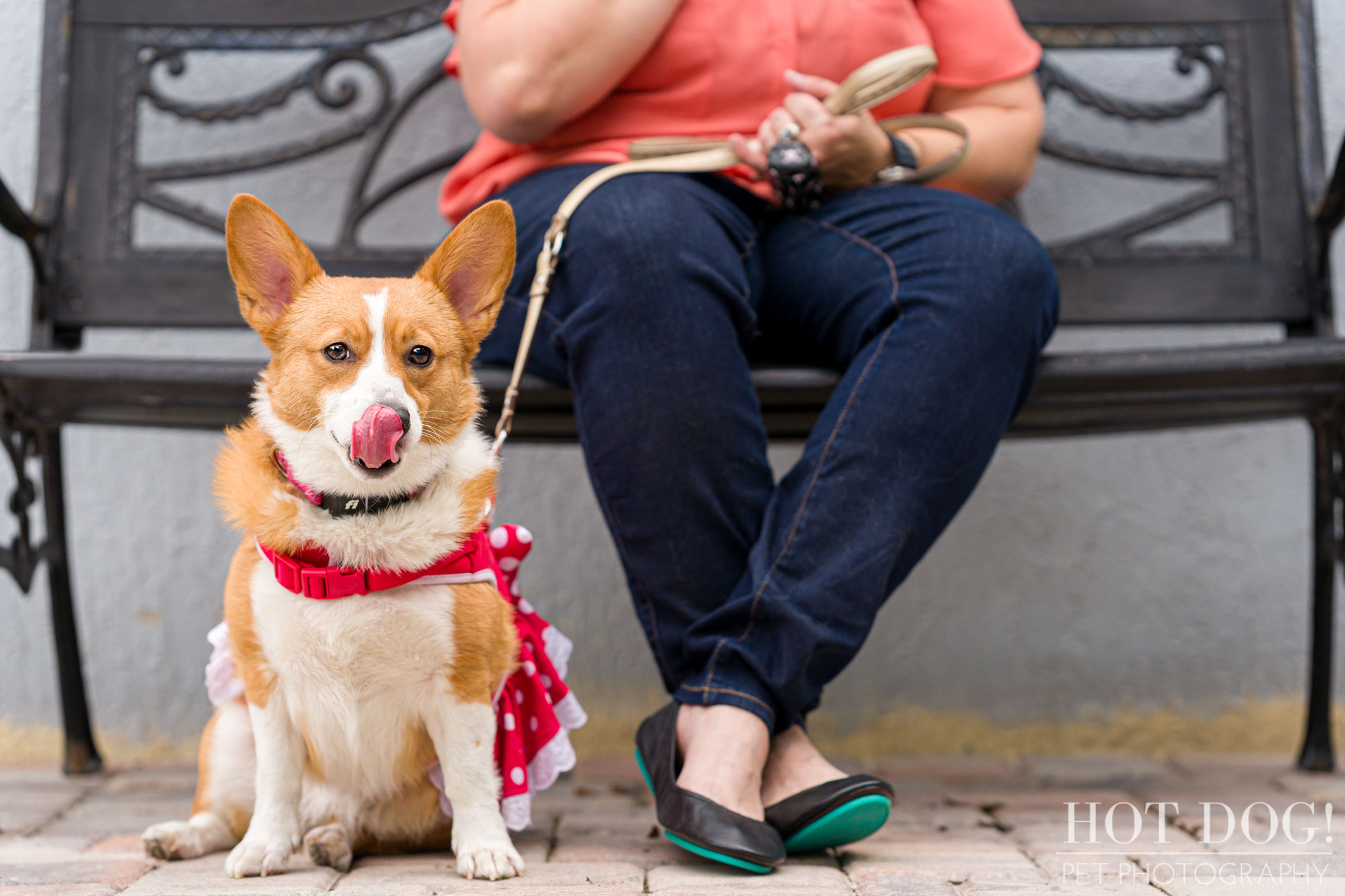 Sassy Pembroke Welsh Corgi Cinnamon having her portrait taken by Hot Dog! Pet Photography.