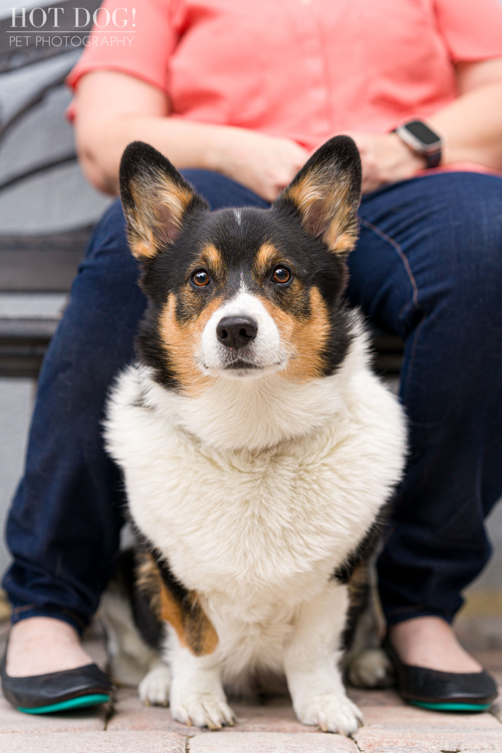 Pet photographer Hot Dog! Pet Photography captures the adorable personality of corgi Snap in this professional photo session.