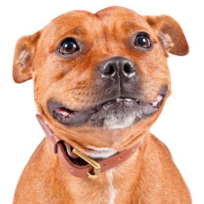 Dog of the Day | Staffordshire Bull Terrier