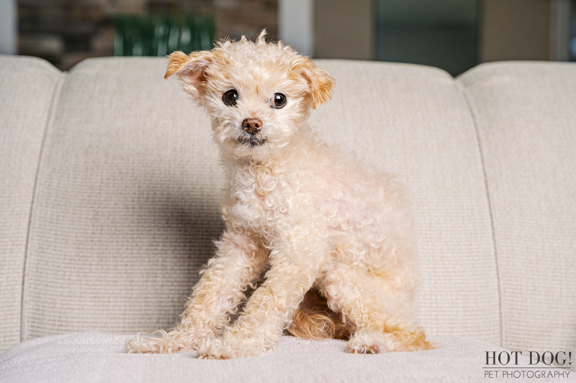 Elderly cream Jack Russell Terrier sitting gently on a couch during a relaxed in-home pet photography session.