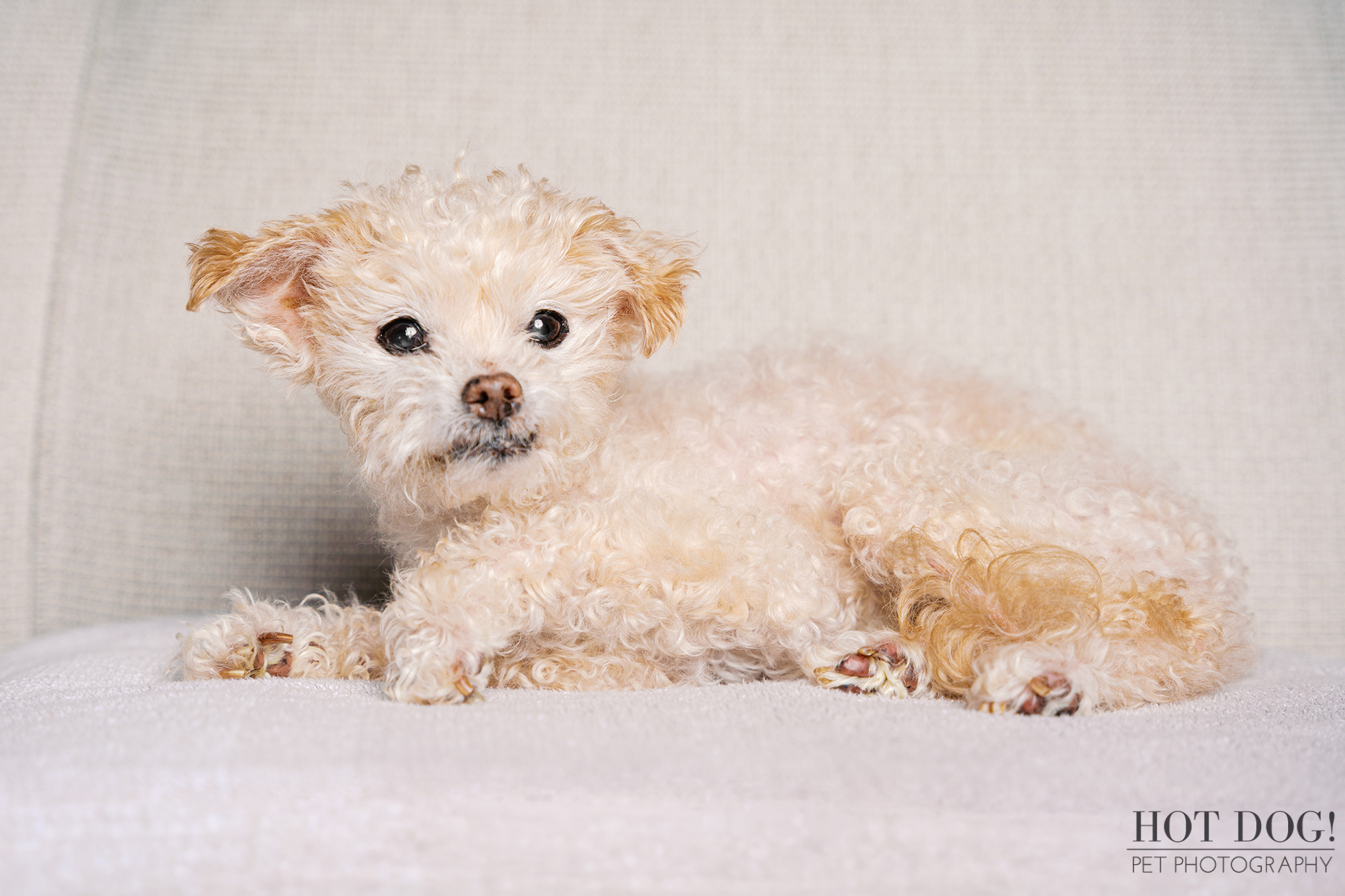 Senior cream-colored Jack Russell Terrier lying peacefully on a cream blanket during an in-home cherished companion photography session in Orlando.
