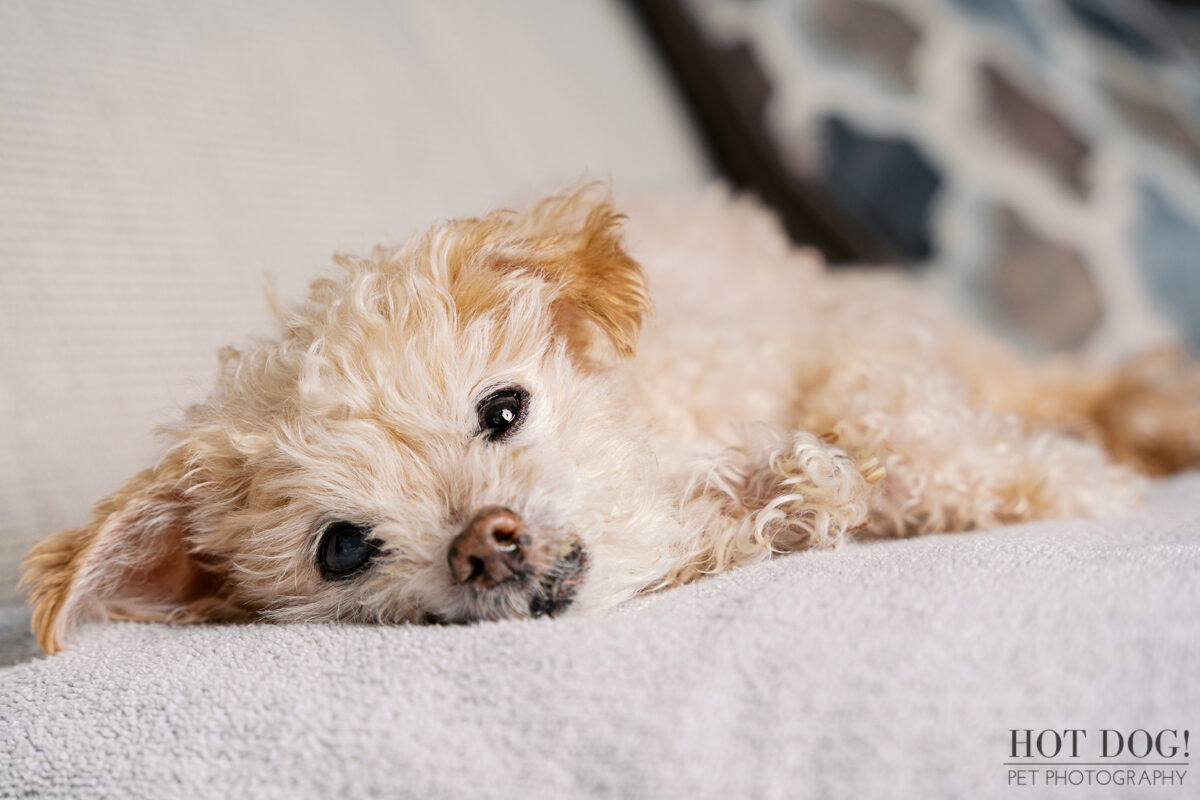 Close-up portrait of a 17-year-old cream-colored Jack Russell Terrier lying comfortably on a soft couch at home.