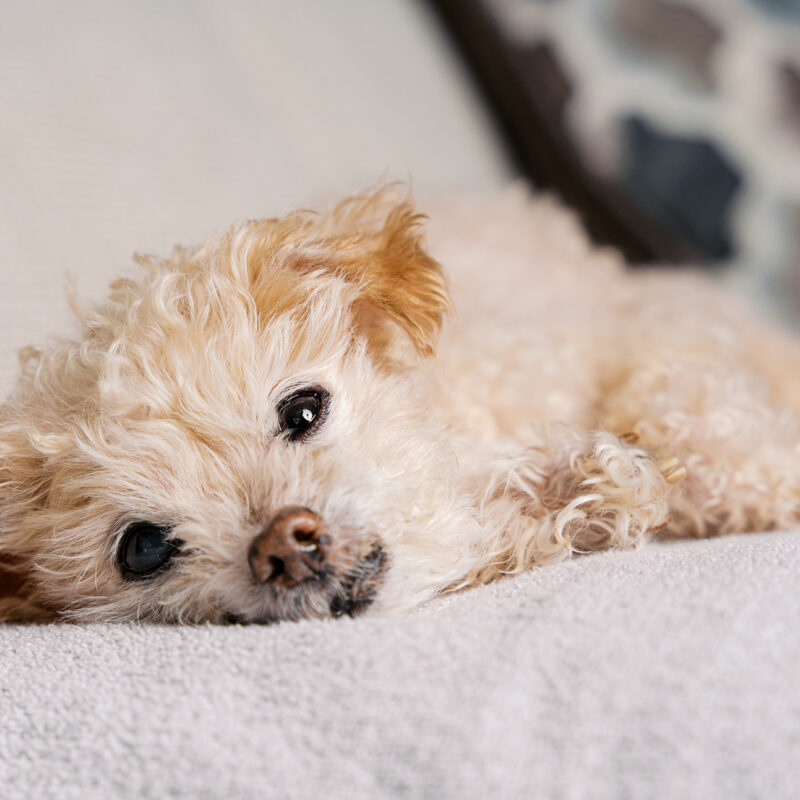 Close-up portrait of a 17-year-old cream-colored Jack Russell Terrier lying comfortably on a soft couch at home.