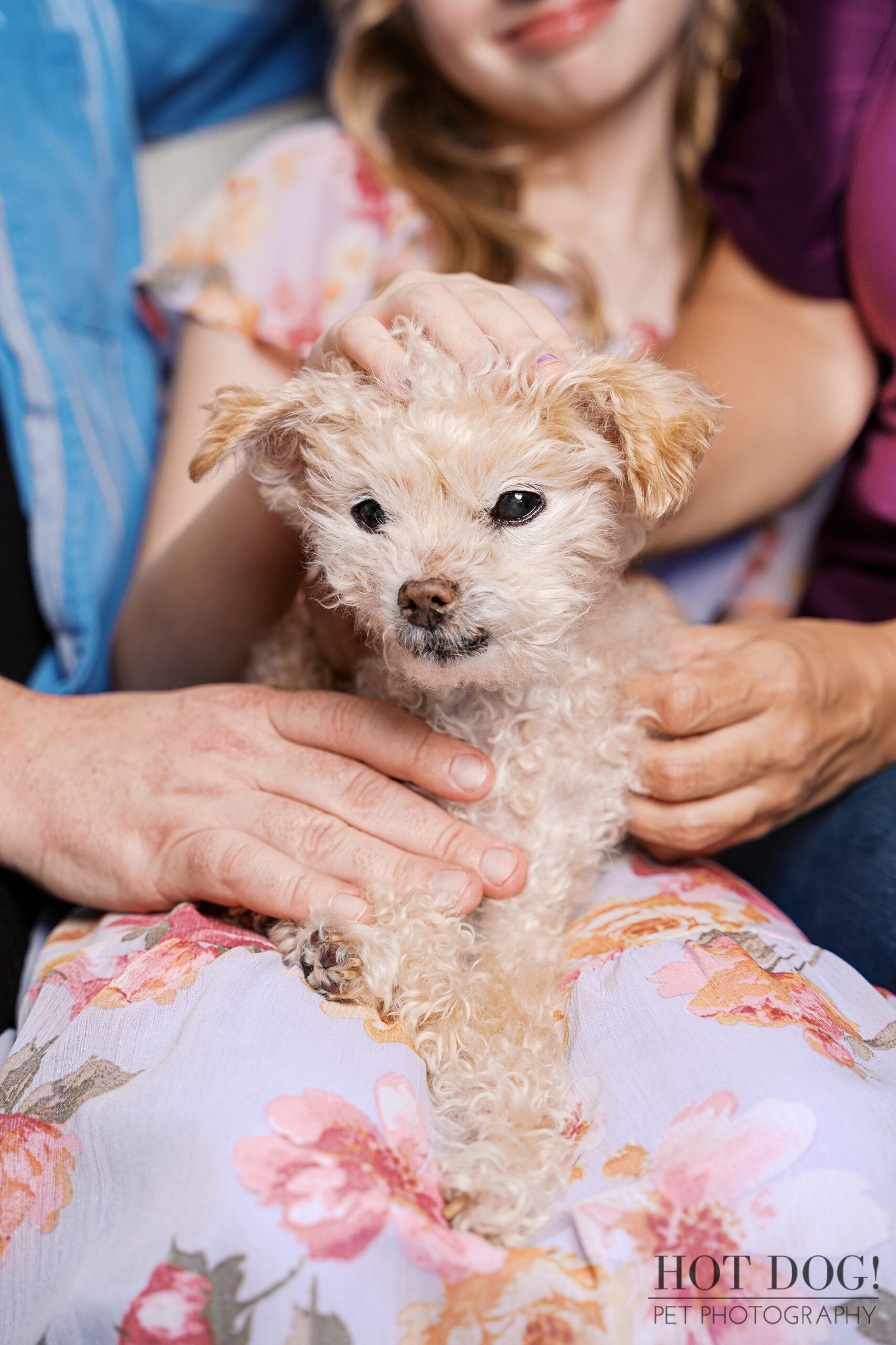 Senior Jack Russell Terrier resting in the arms of his family during an emotional cherished companion pet photography session.