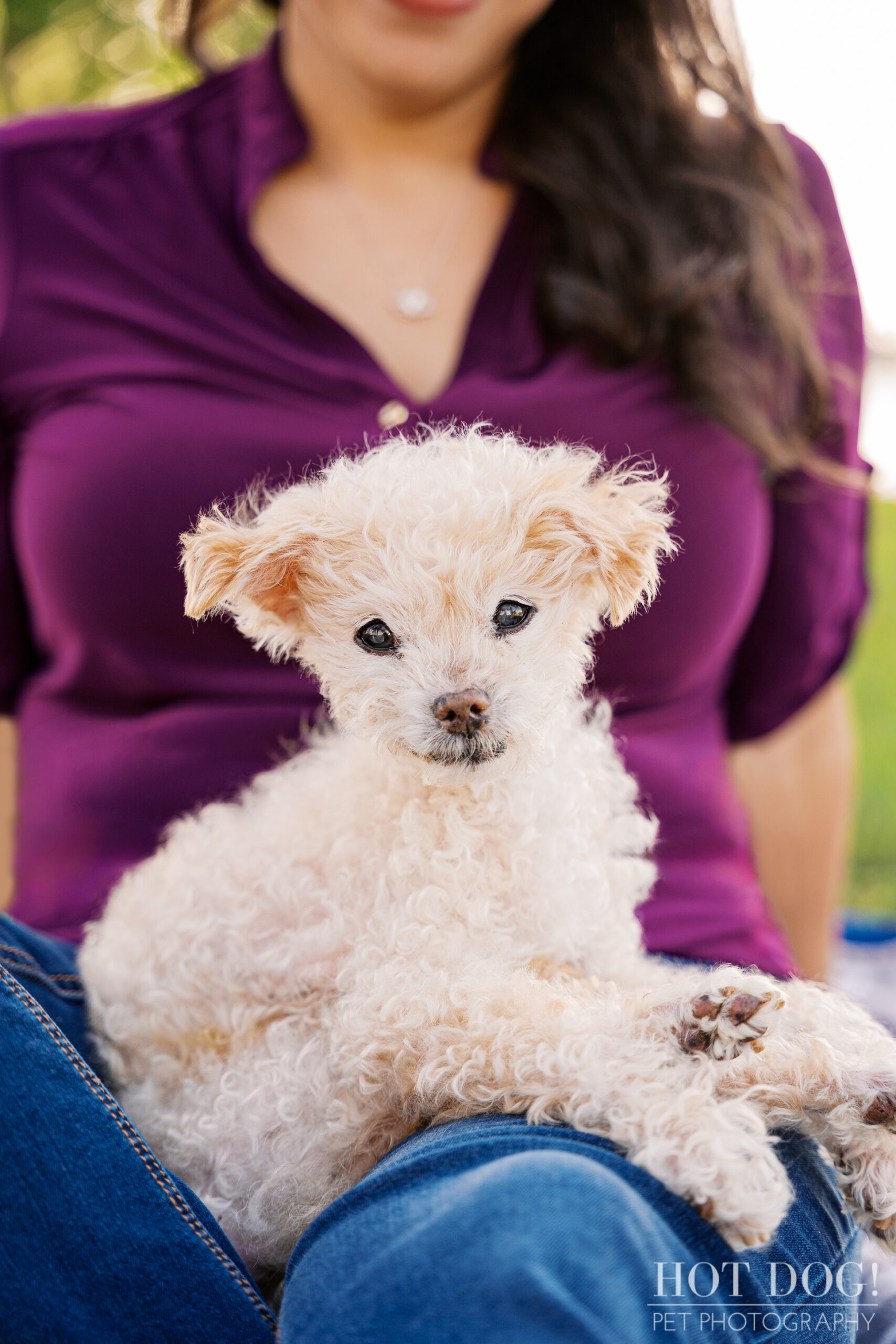 Senior cream-colored Jack Russell Terrier resting on his owner’s lap during a peaceful outdoor cherished companion photography session.