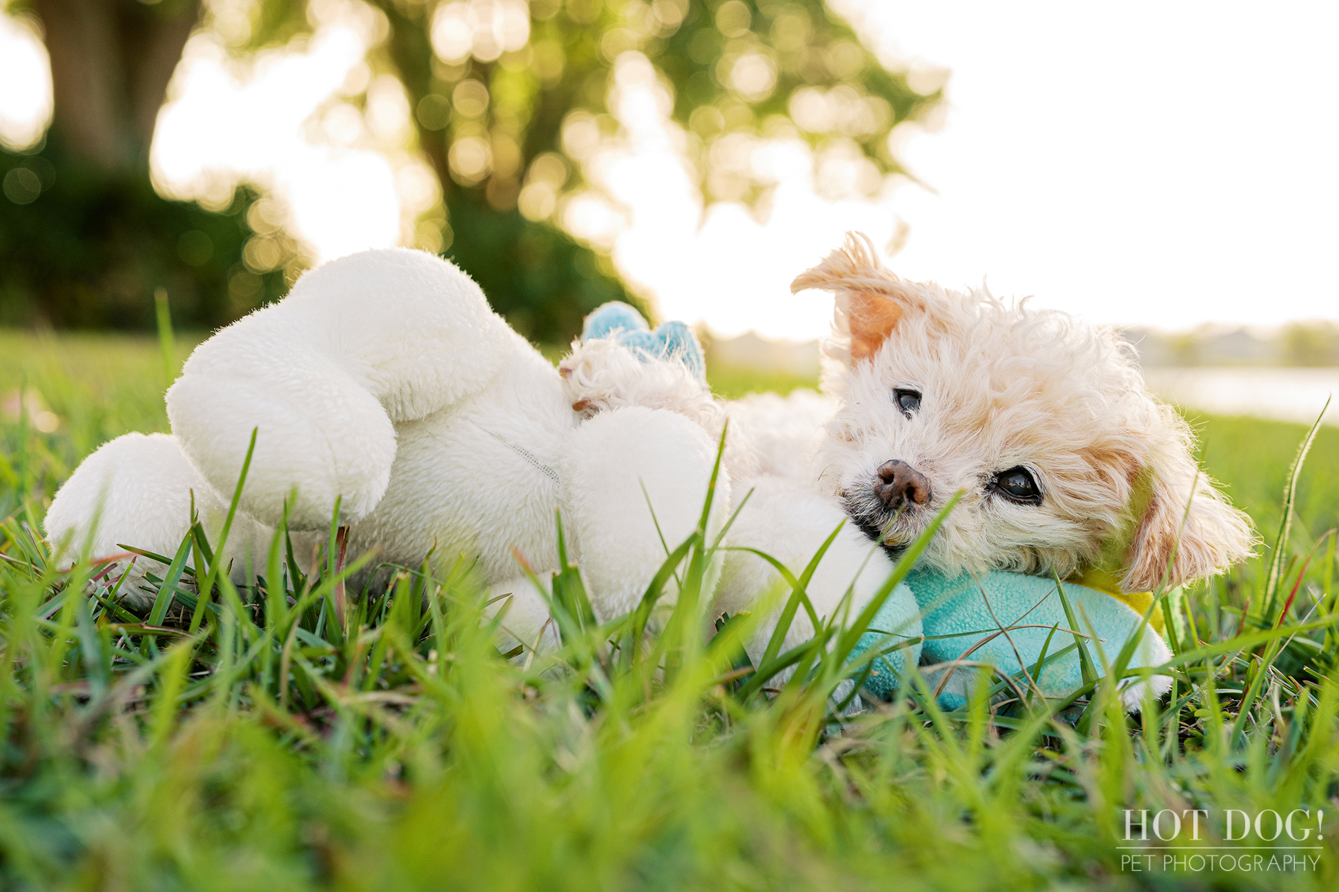 Elderly Jack Russell Terrier lying in the grass beside a stuffed toy during a sunset pet photography session in Orlando.