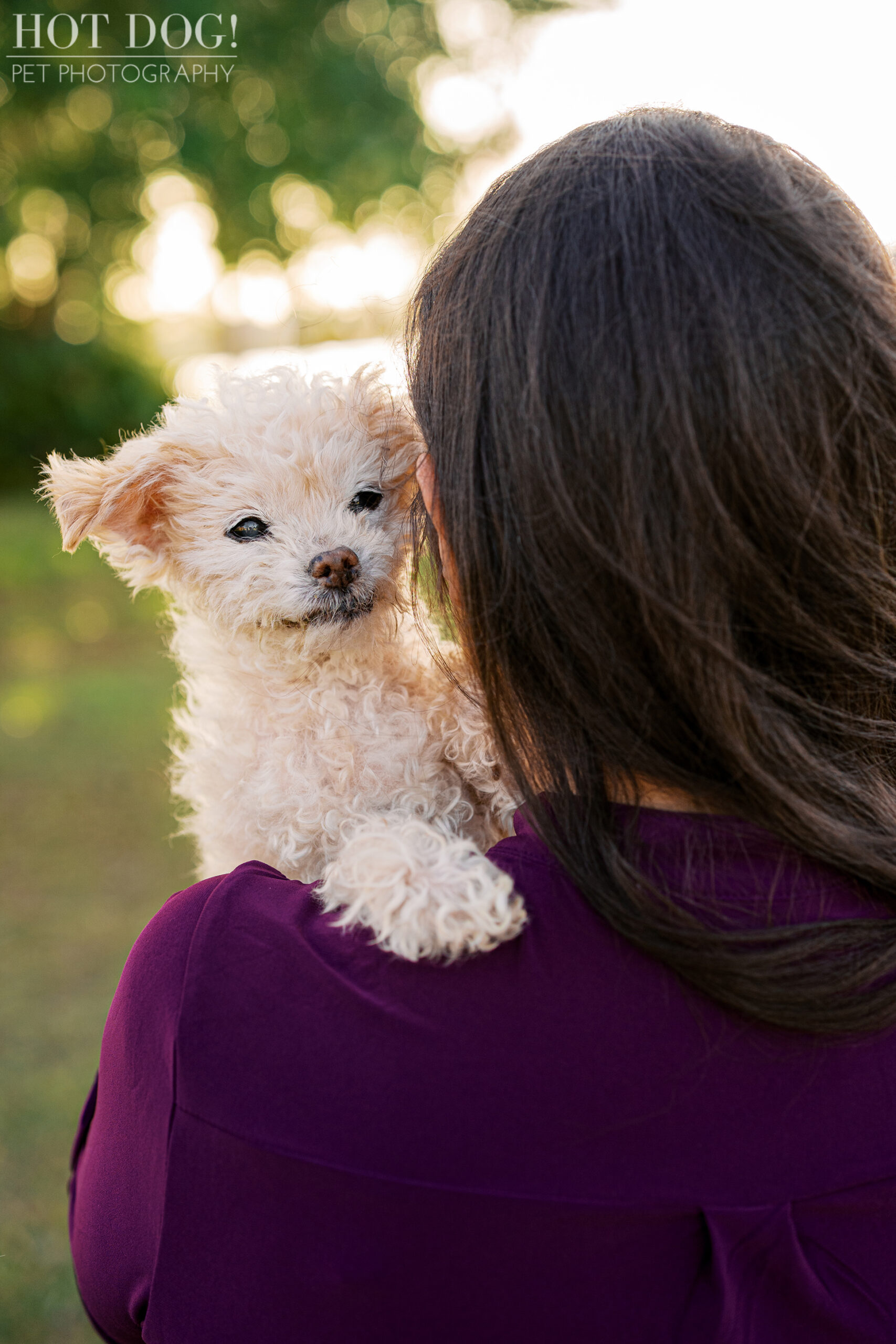 Senior cream-colored Jack Russell Terrier resting on his owner’s shoulder during a peaceful sunset cherished companion photography session outdoors.