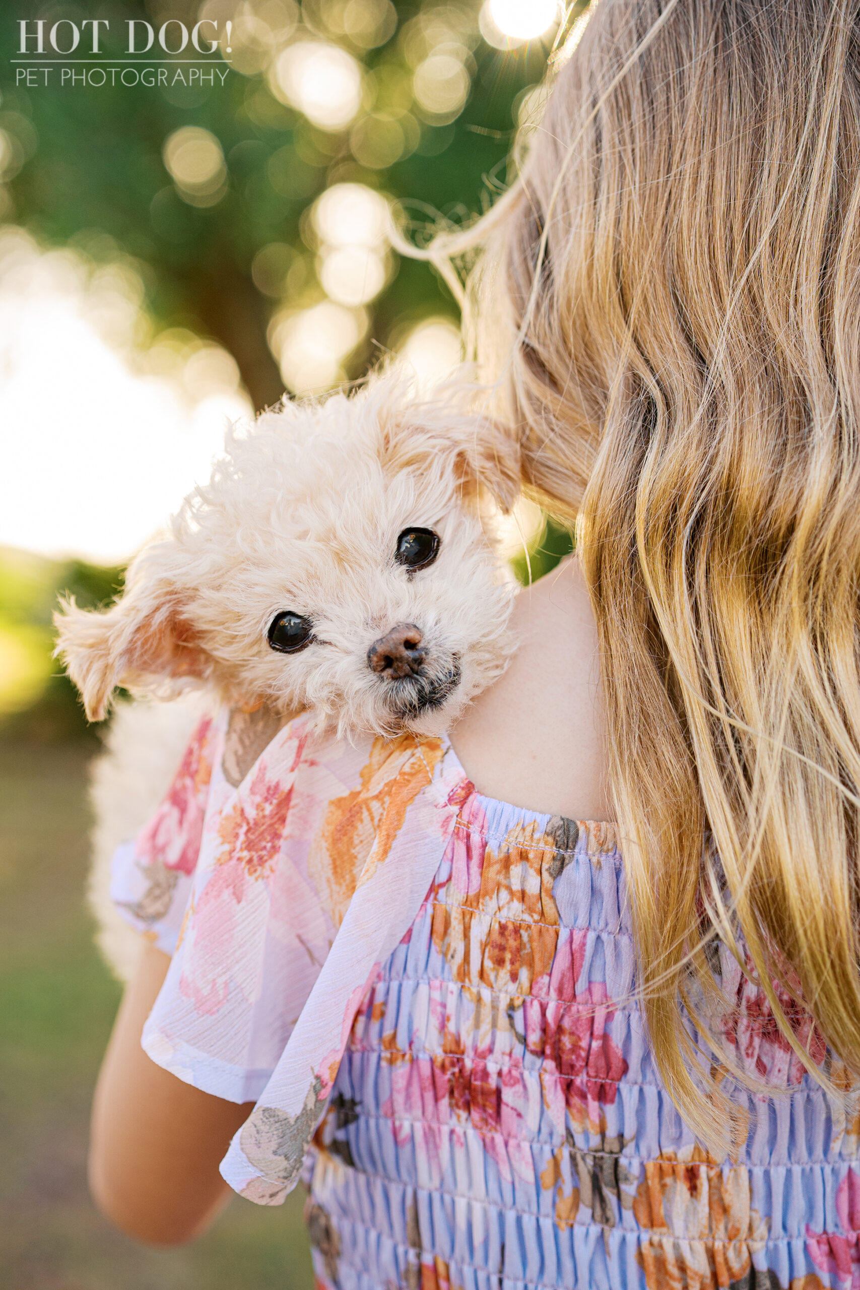 Young girl holding her senior Jack Russell Terrier over her shoulder during a warm sunset cherished companion session outdoors.