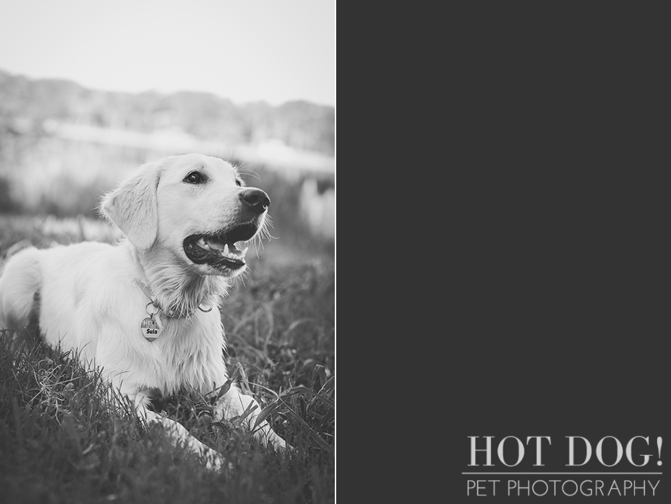 Sula | Orlando Pet Photography