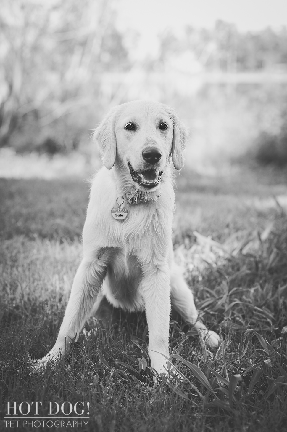 Sula | Orlando Pet Photography