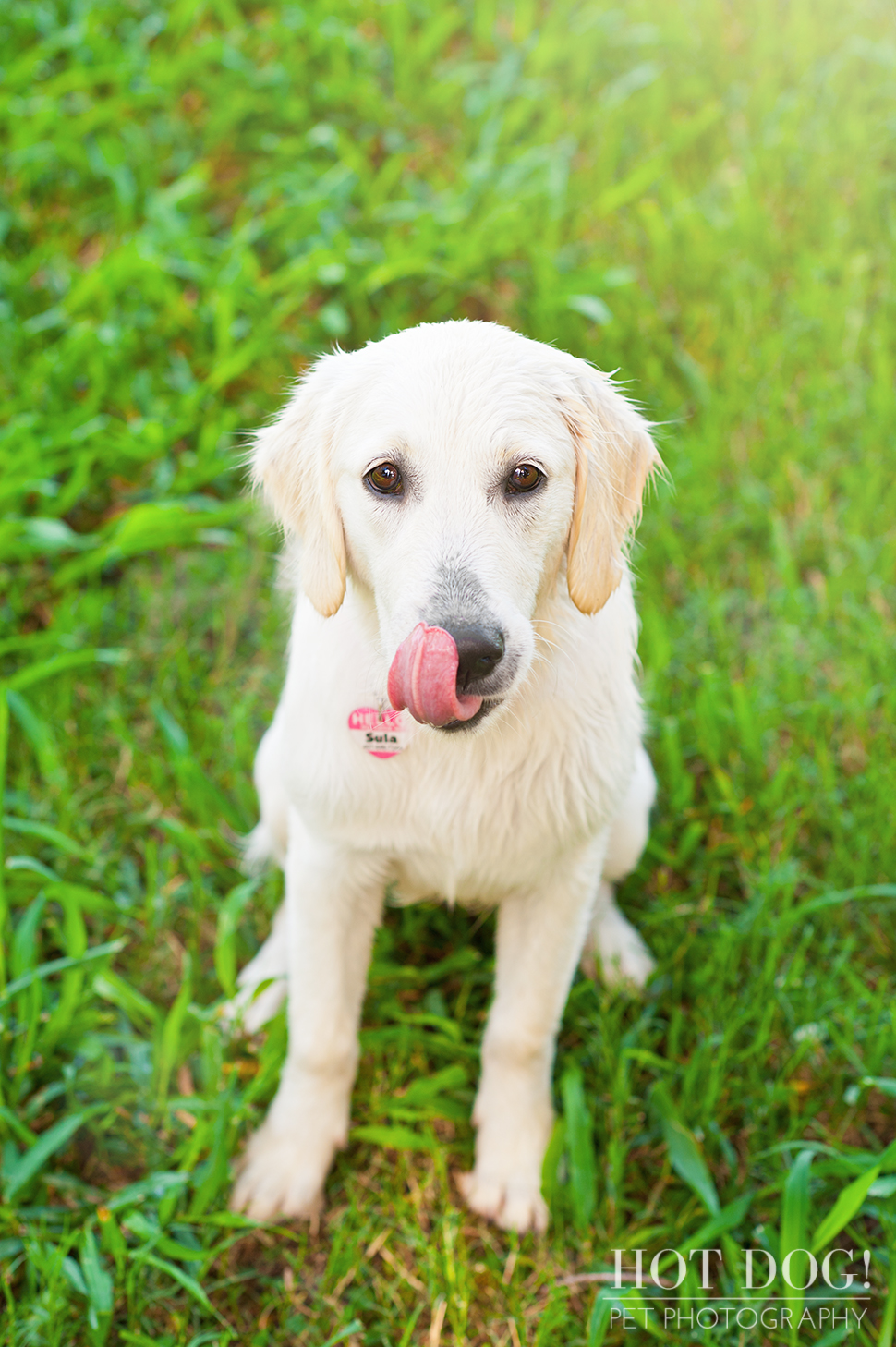 Sula | Orlando Pet Photography