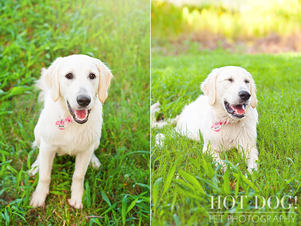 Sula | Orlando Pet Photography