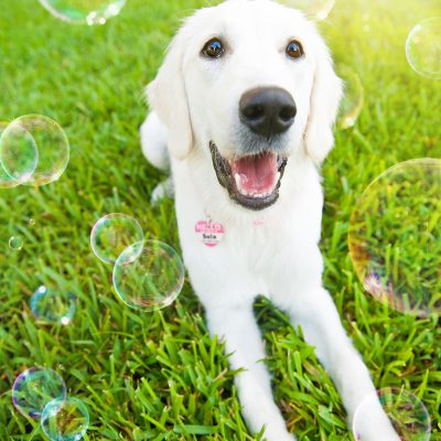 Sula the English Cream Golden Retriever | Orlando Pet Photography