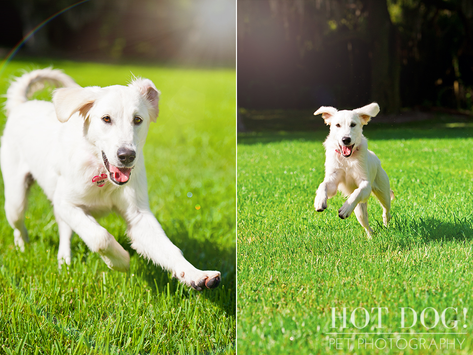 Sula | Orlando Pet Photography