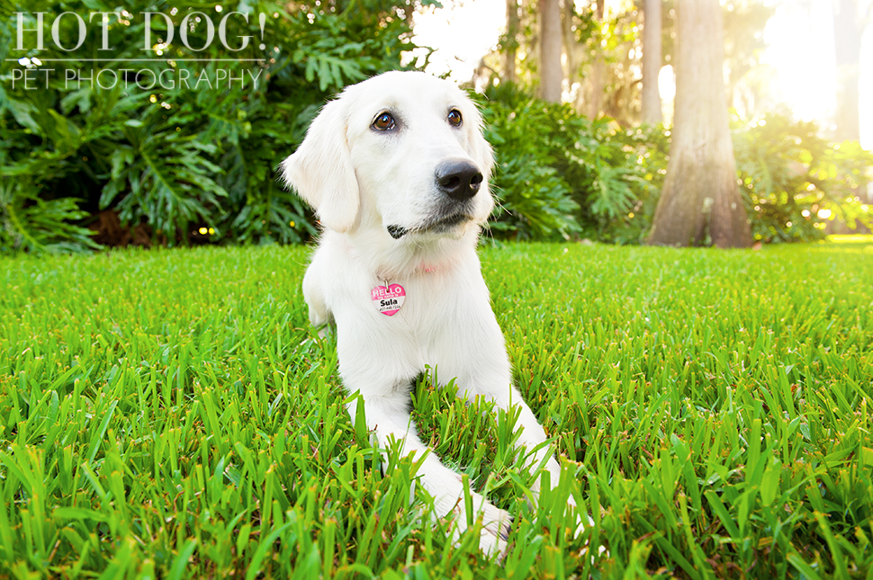 Sula | Orlando Pet Photography