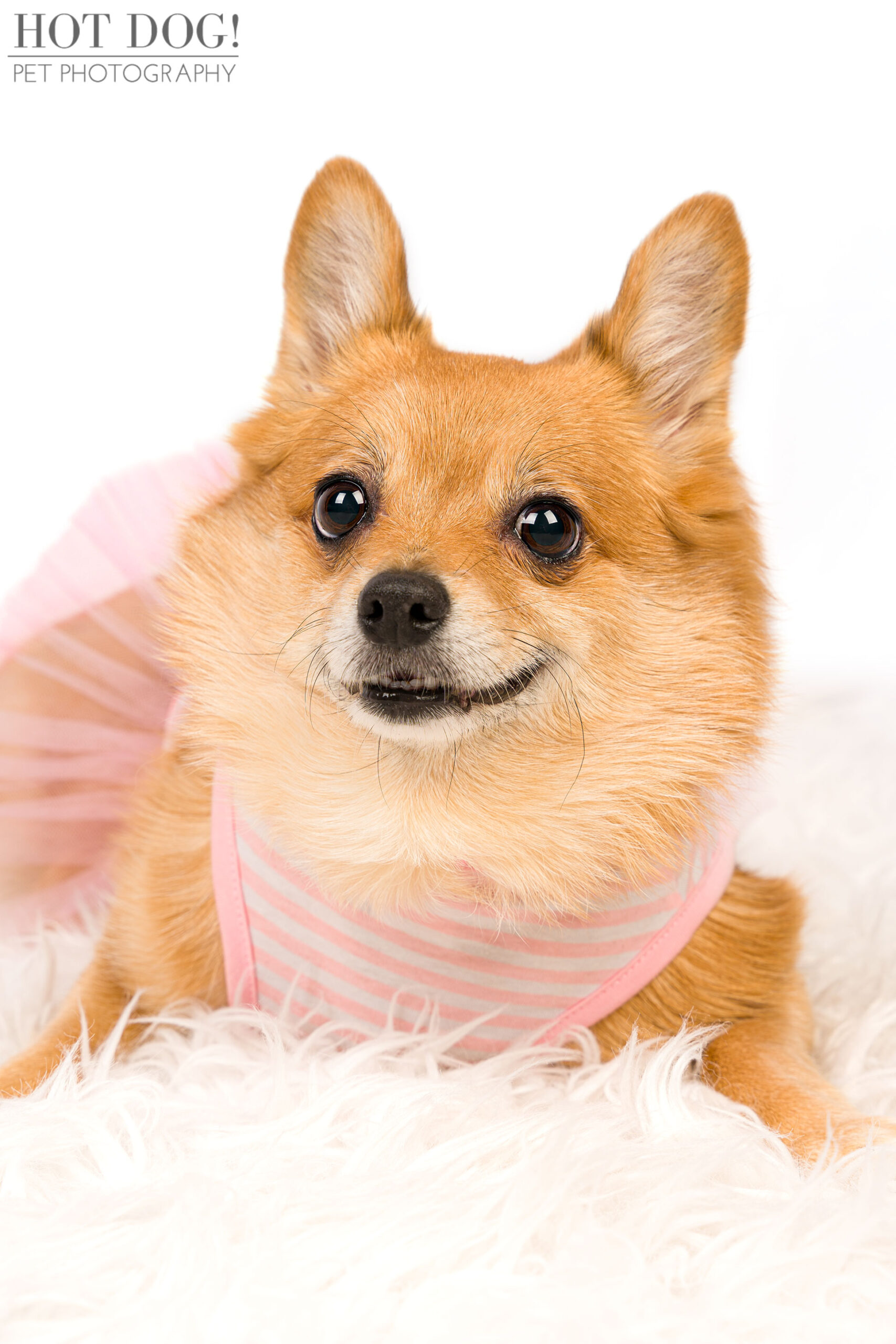 Toy Pomeranian Corgi mix Tinkerbelle looking cute and cuddly in her professional pet photo session with Hot Dog! Pet Photography.