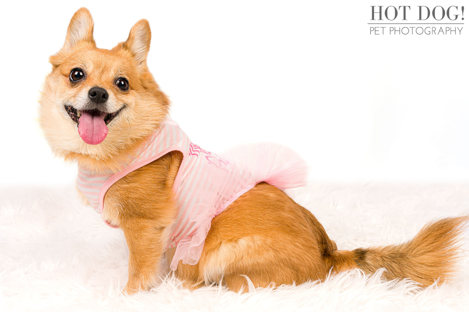 Pet photographer Hot Dog! Pet Photography captures the adorable personality of Toy Pomeranian Corgi mix Tinkerbelle in this professional photo session.
